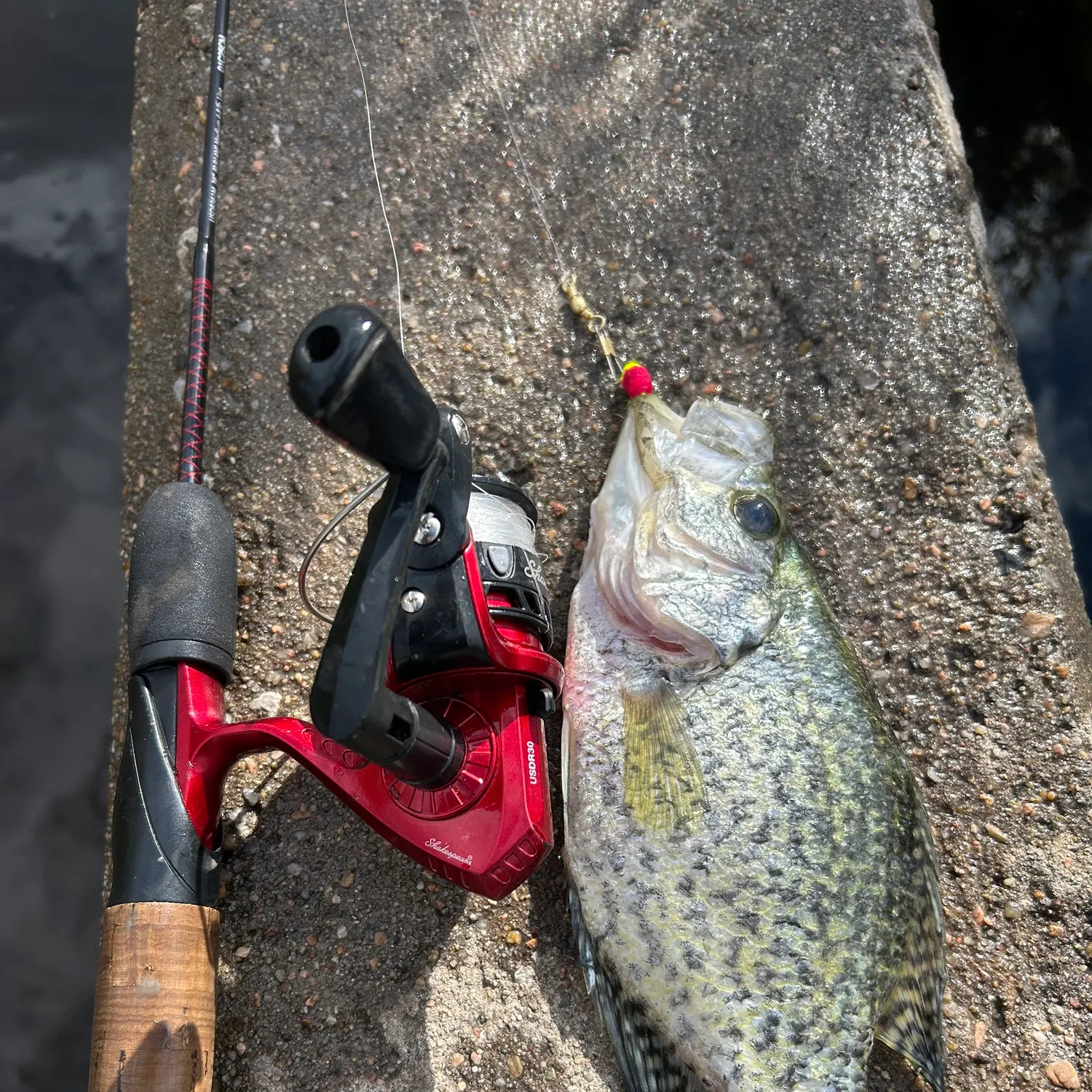 The most recent Magnolia crappie catches on Fishbrain