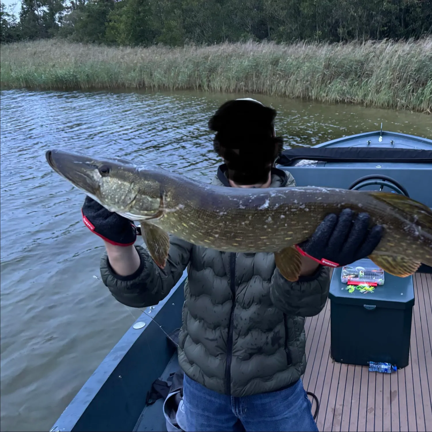 Northern pike caught on Fishbrain