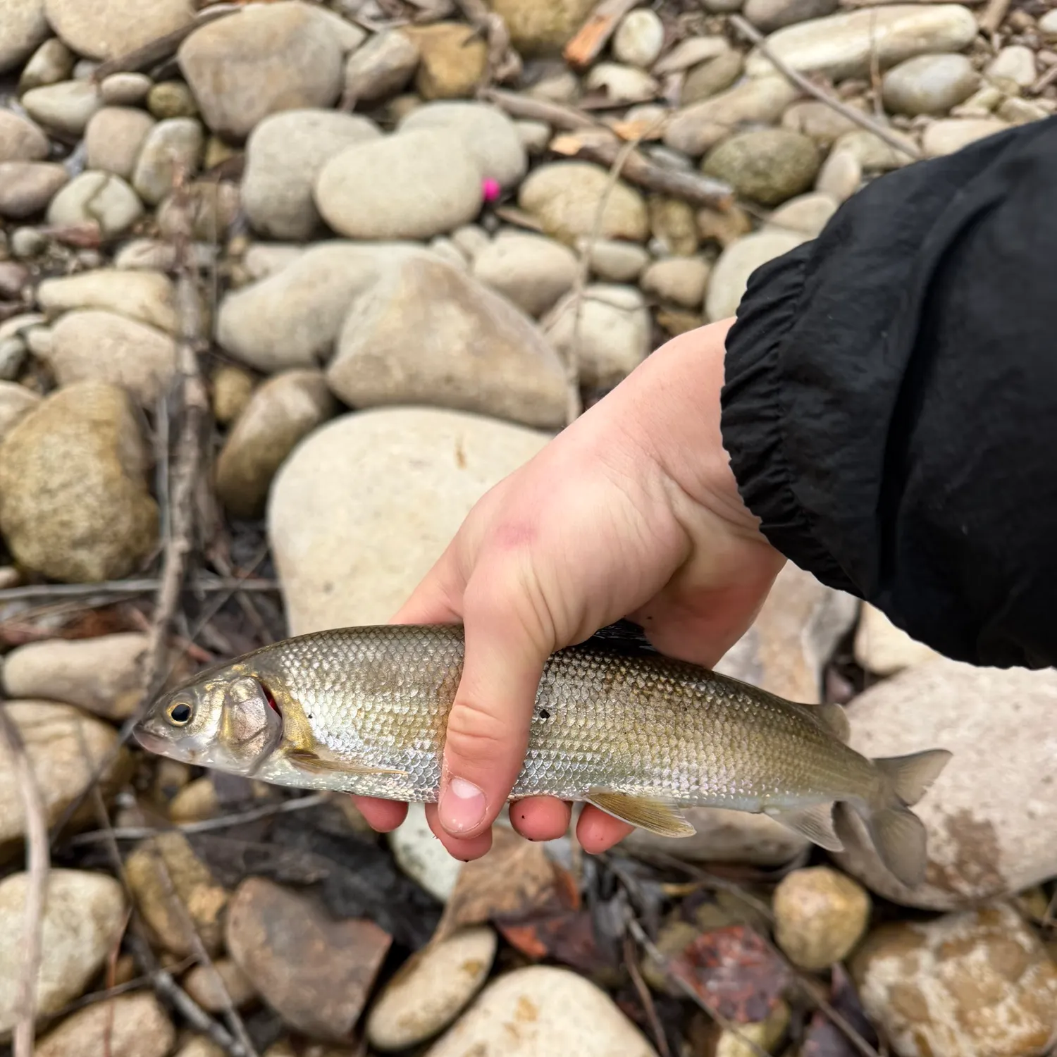 The most recent Mountain whitefish catches on Fishbrain