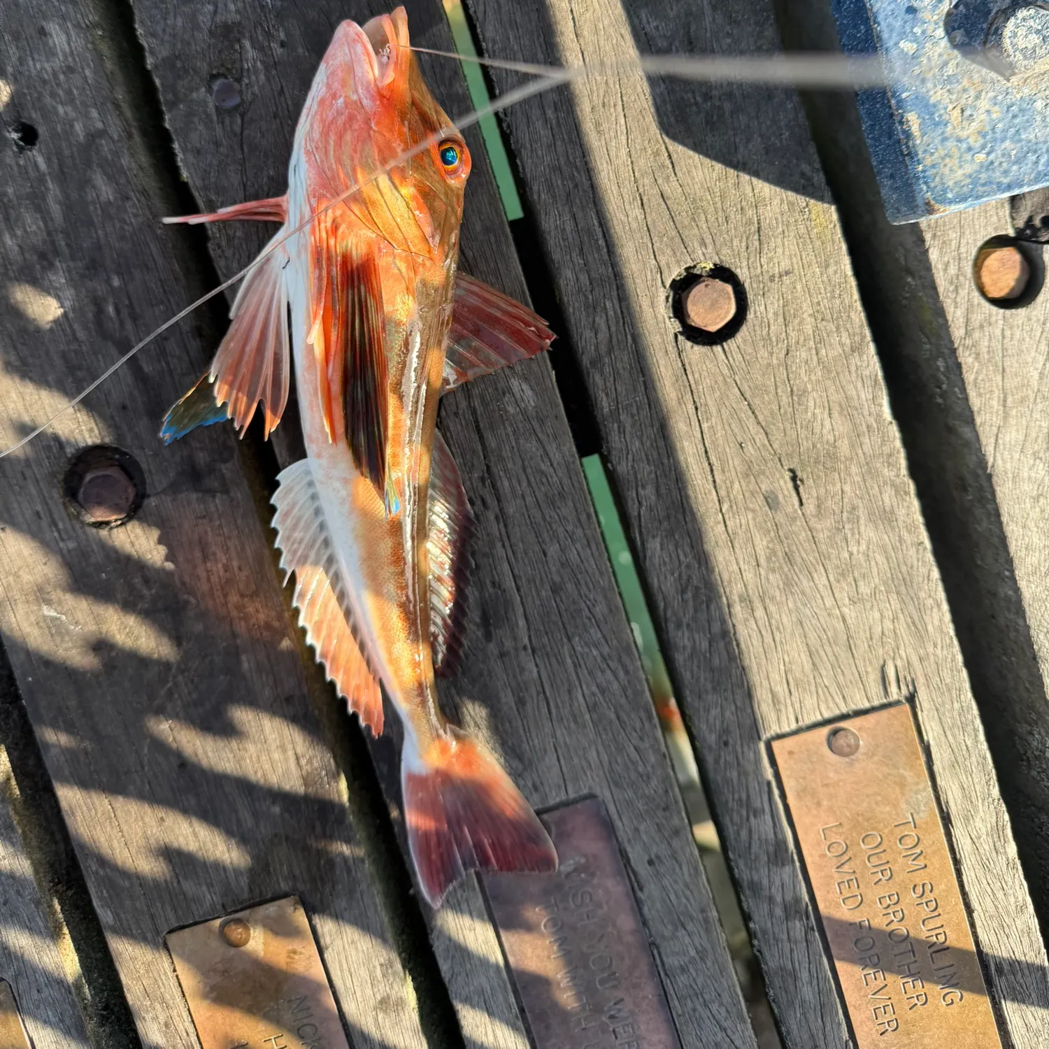 Tub gurnard caught on Fishbrain