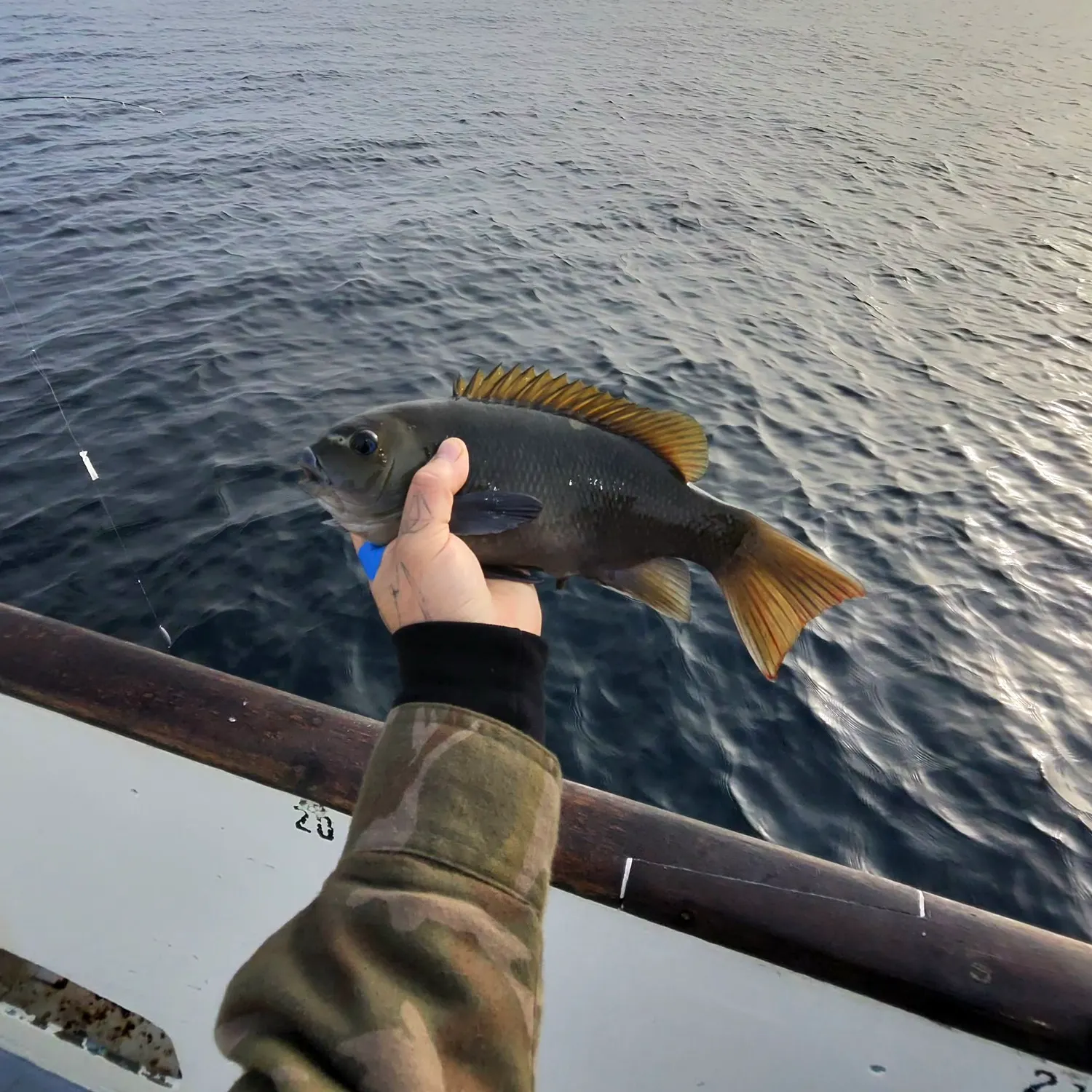 The most recent Halfmoon catches on Fishbrain