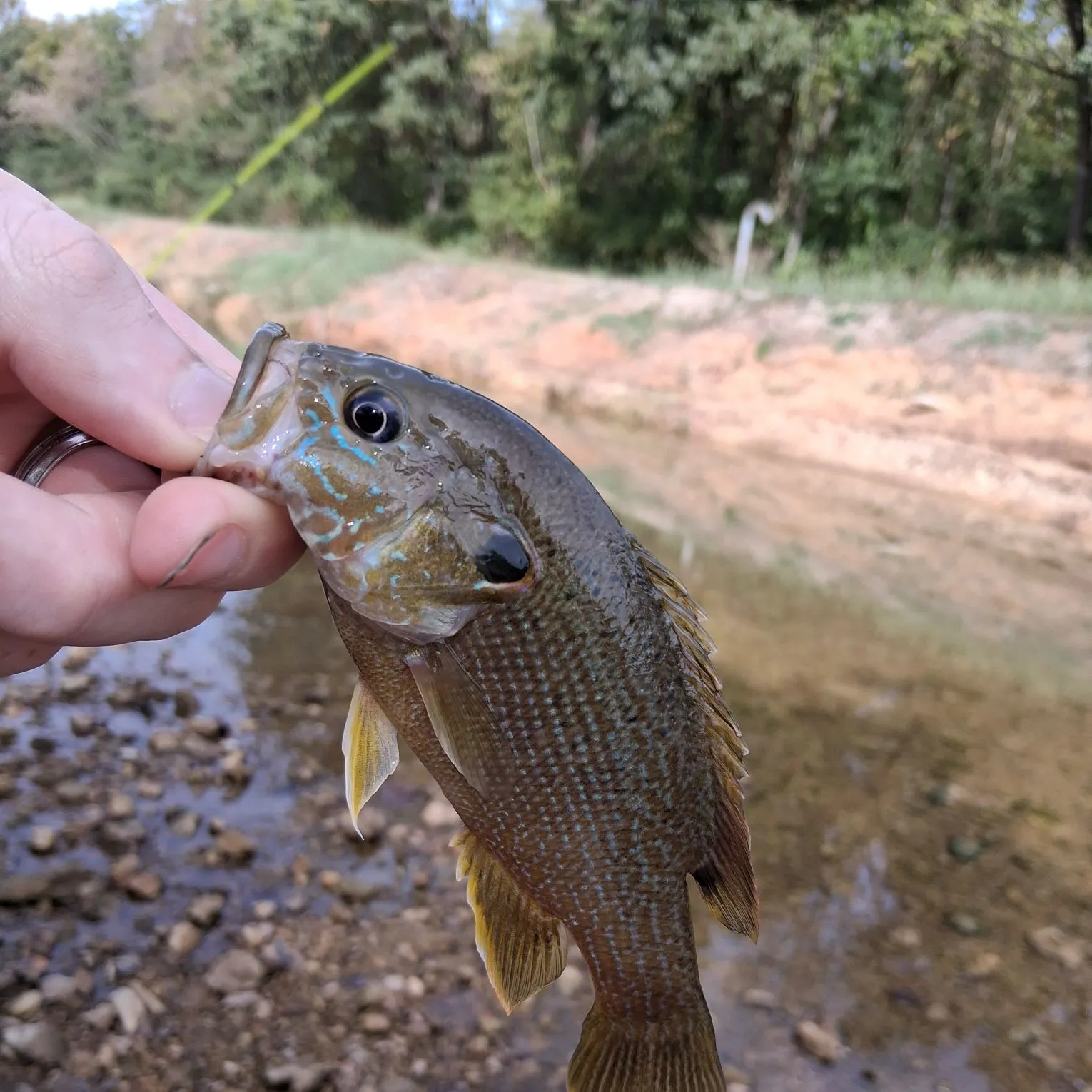 Green sunfish caught on Fishbrain