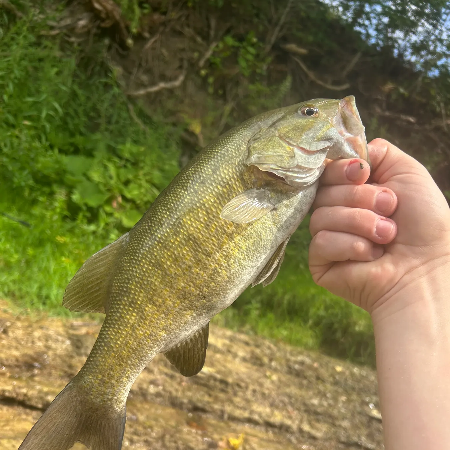 Smallmouth bass caught on Fishbrain