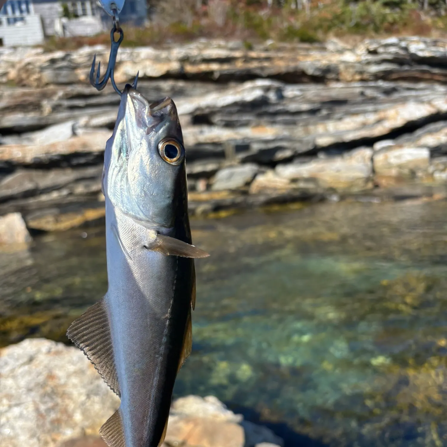 Atlantic pollock caught on Fishbrain