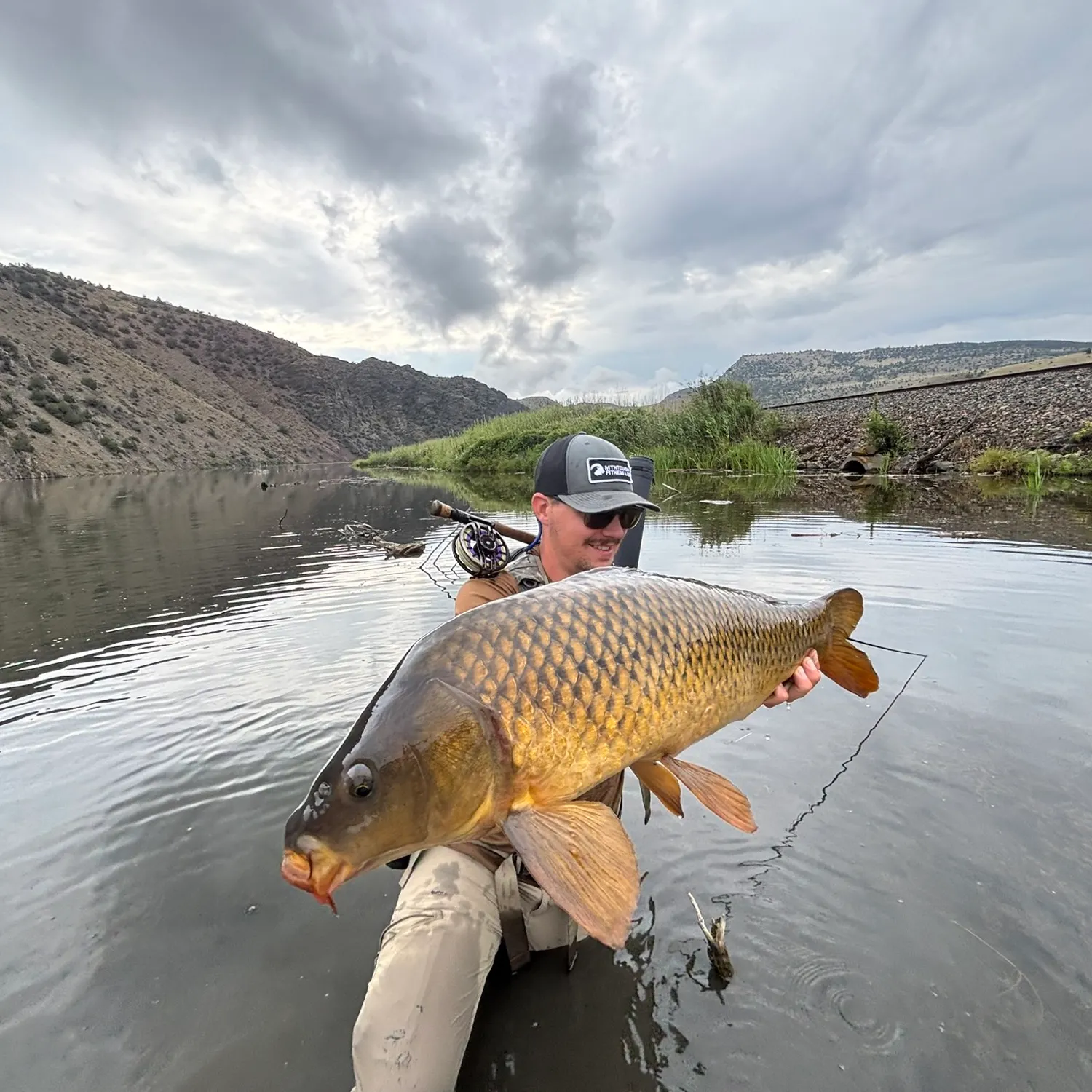 Common carp caught on Fishbrain