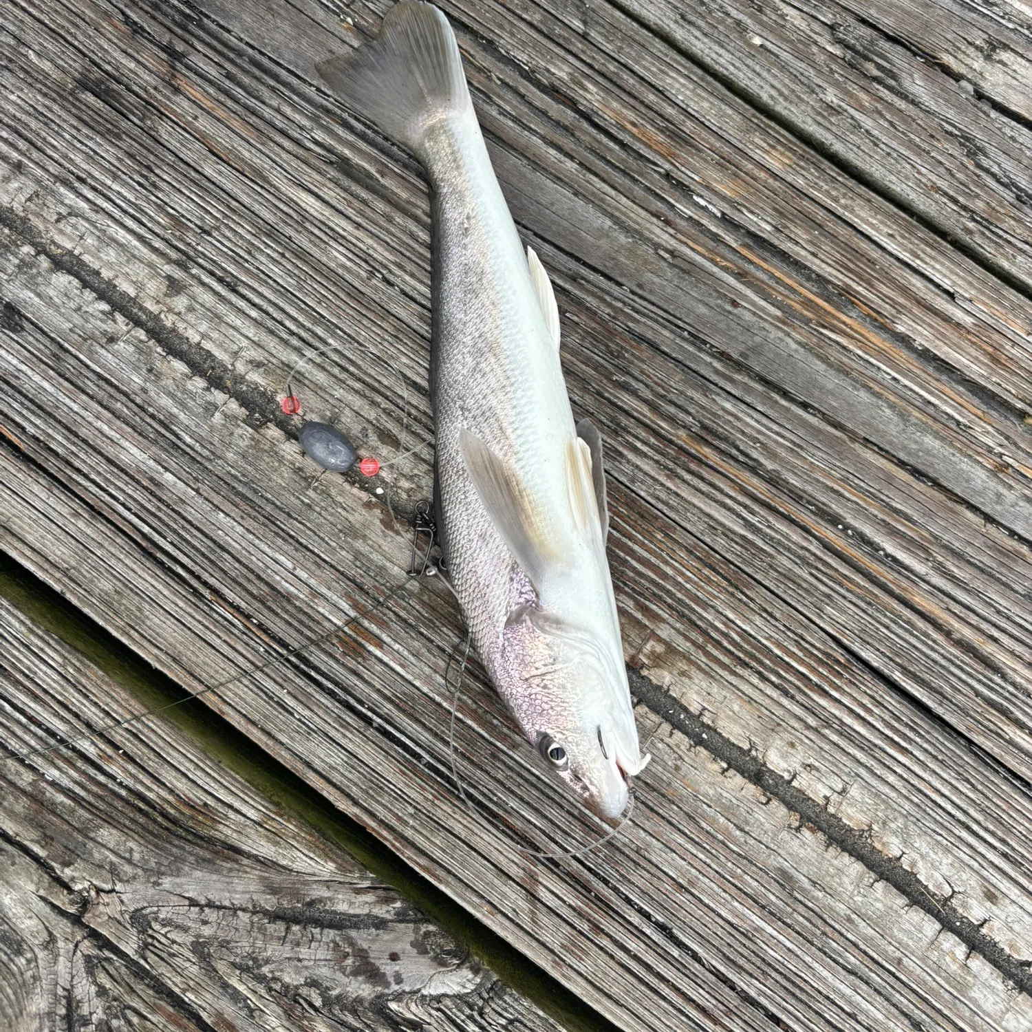 The most recent Gulf kingcroaker catches on Fishbrain