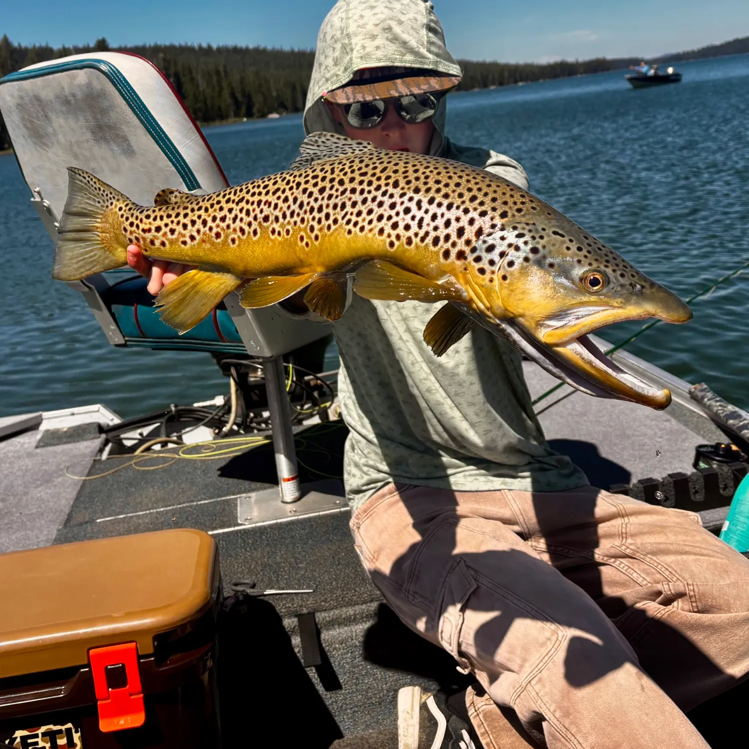 Brown trout caught on Fishbrain
