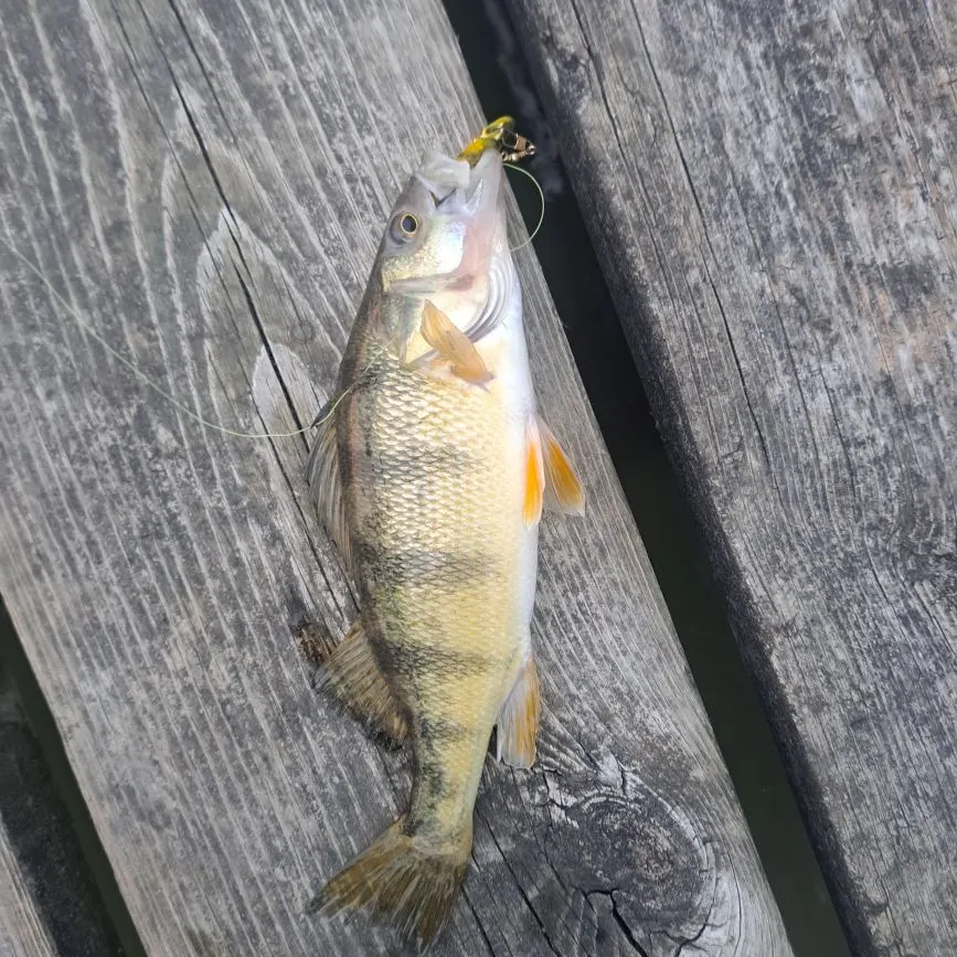 Yellow perch caught on Fishbrain