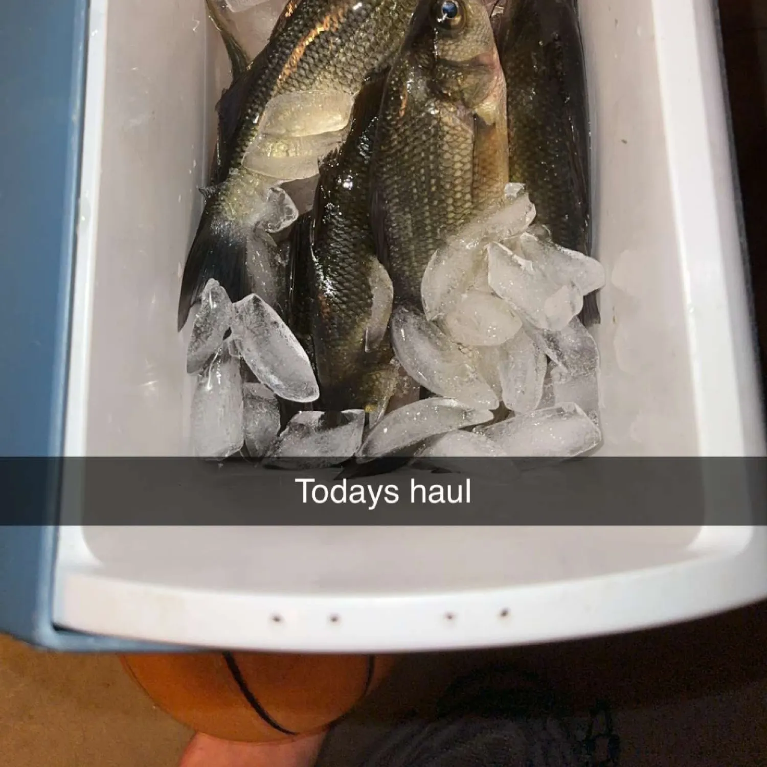 recently logged catches