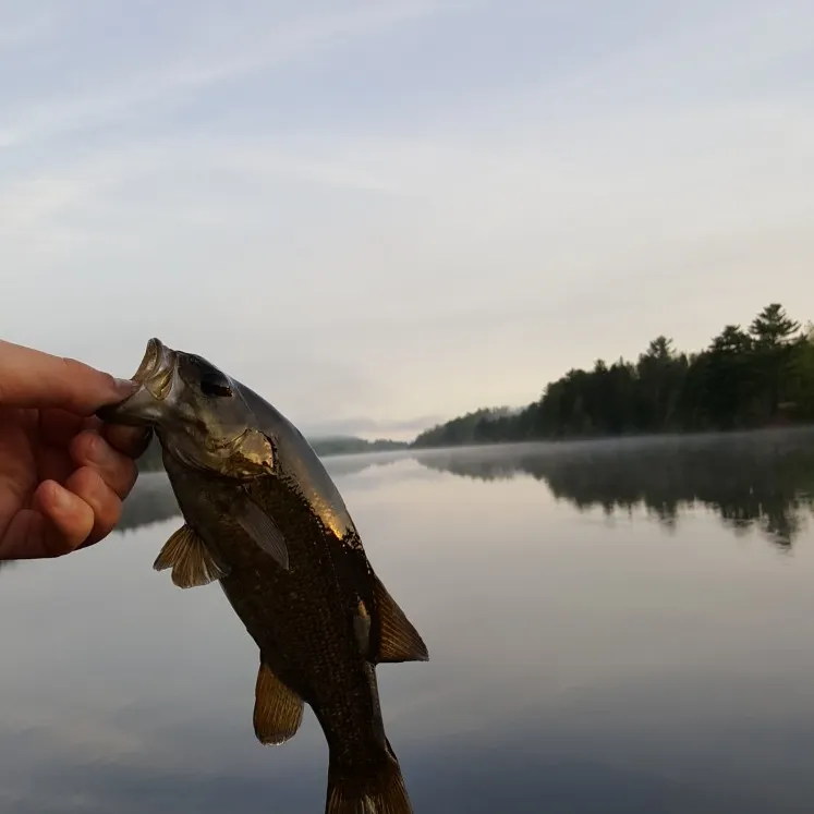 Smallmouth bass caught on Fishbrain