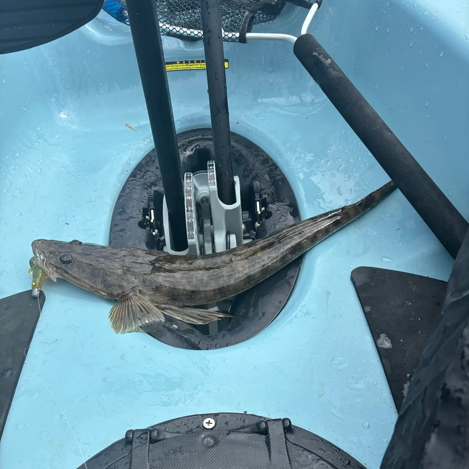 Dusky flathead caught on Fishbrain