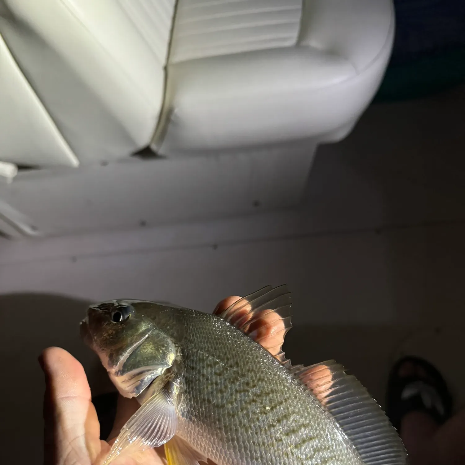 The most recent Javelin grunter catches on Fishbrain