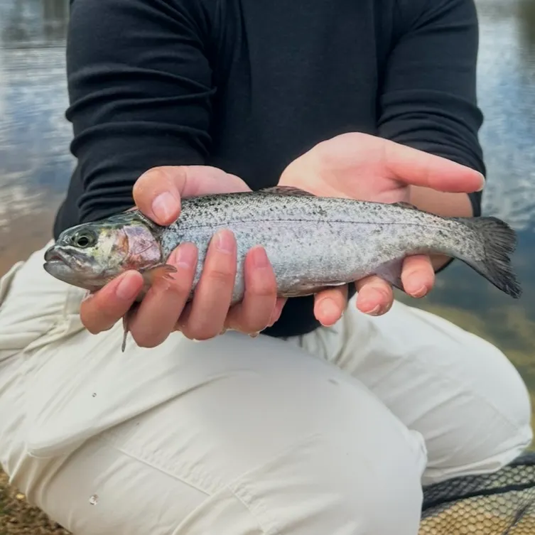 Rainbow trout caught on Fishbrain