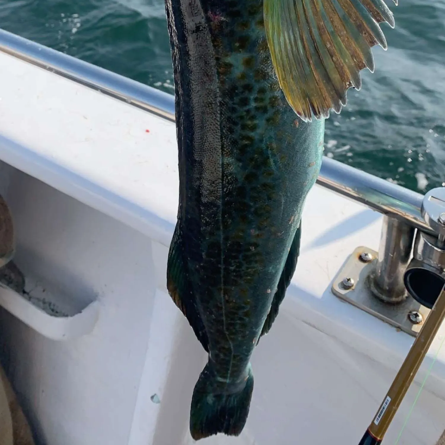 angler catch