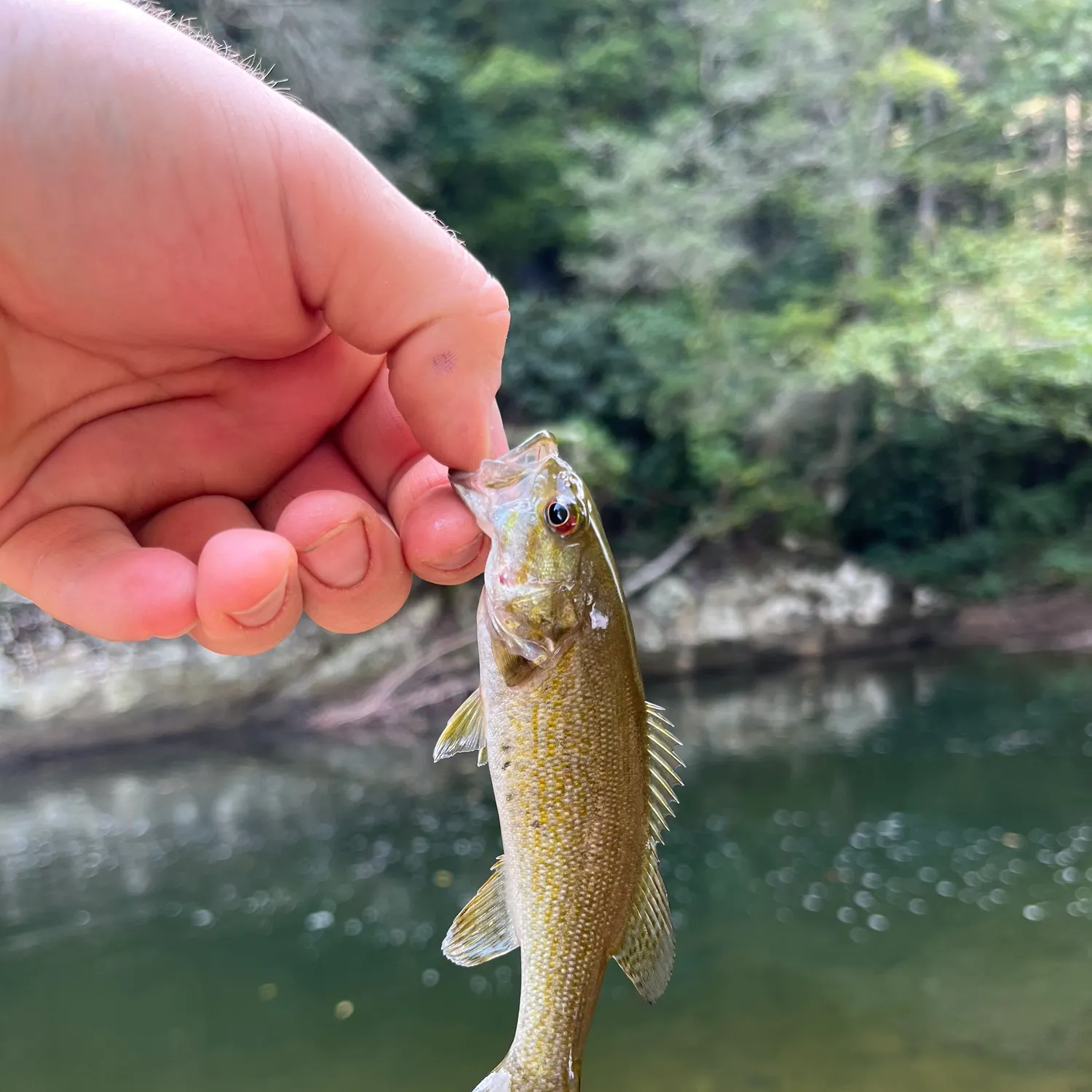 Smallmouth bass caught on Fishbrain