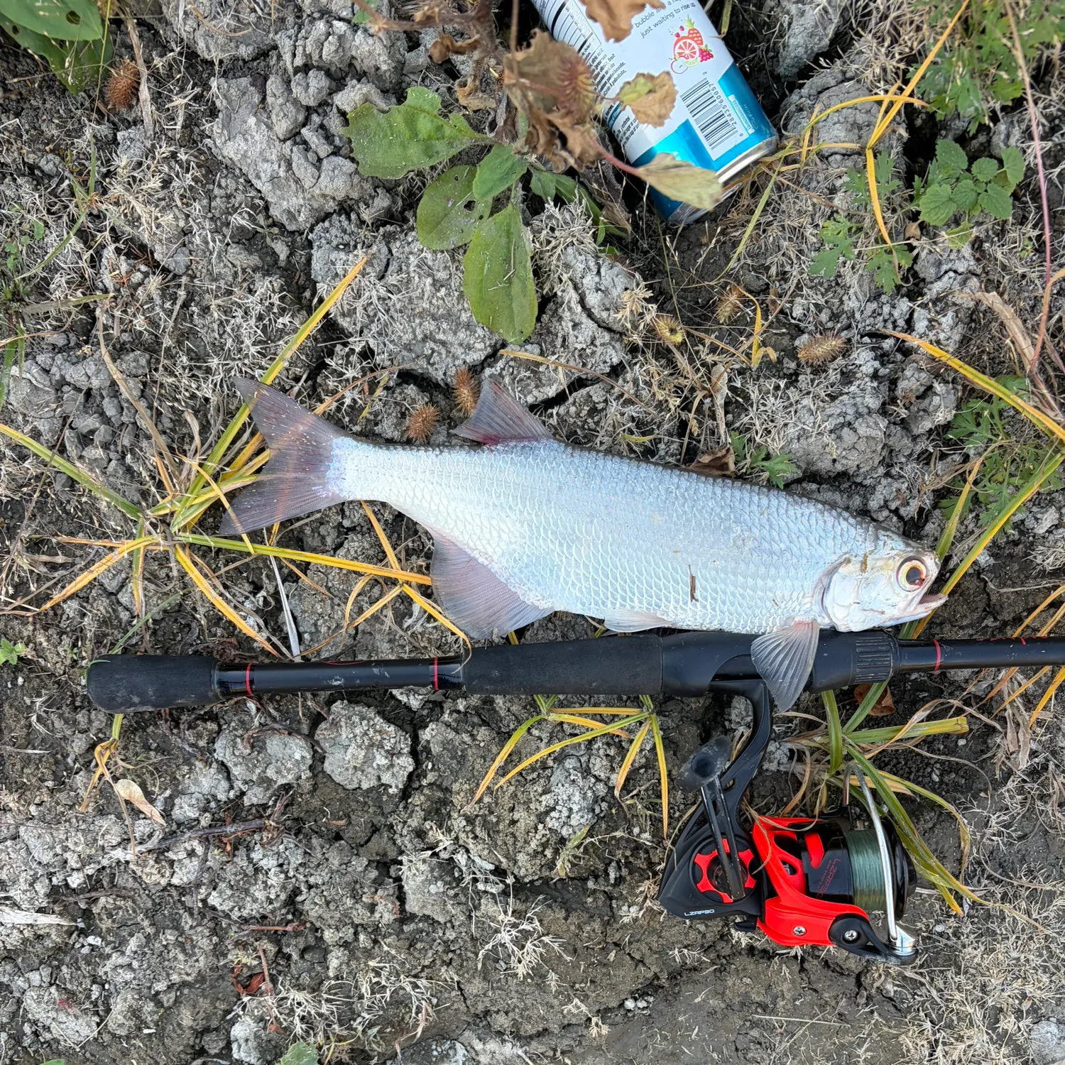 Goldeye caught on Fishbrain