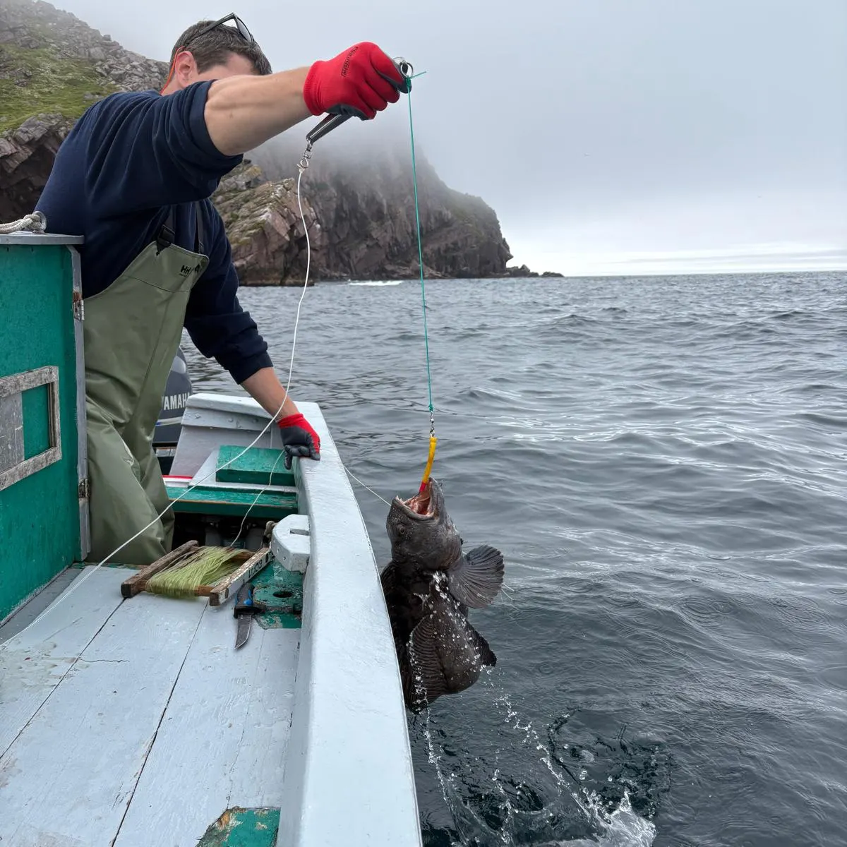 The most recent Atlantic wolffish catches on Fishbrain