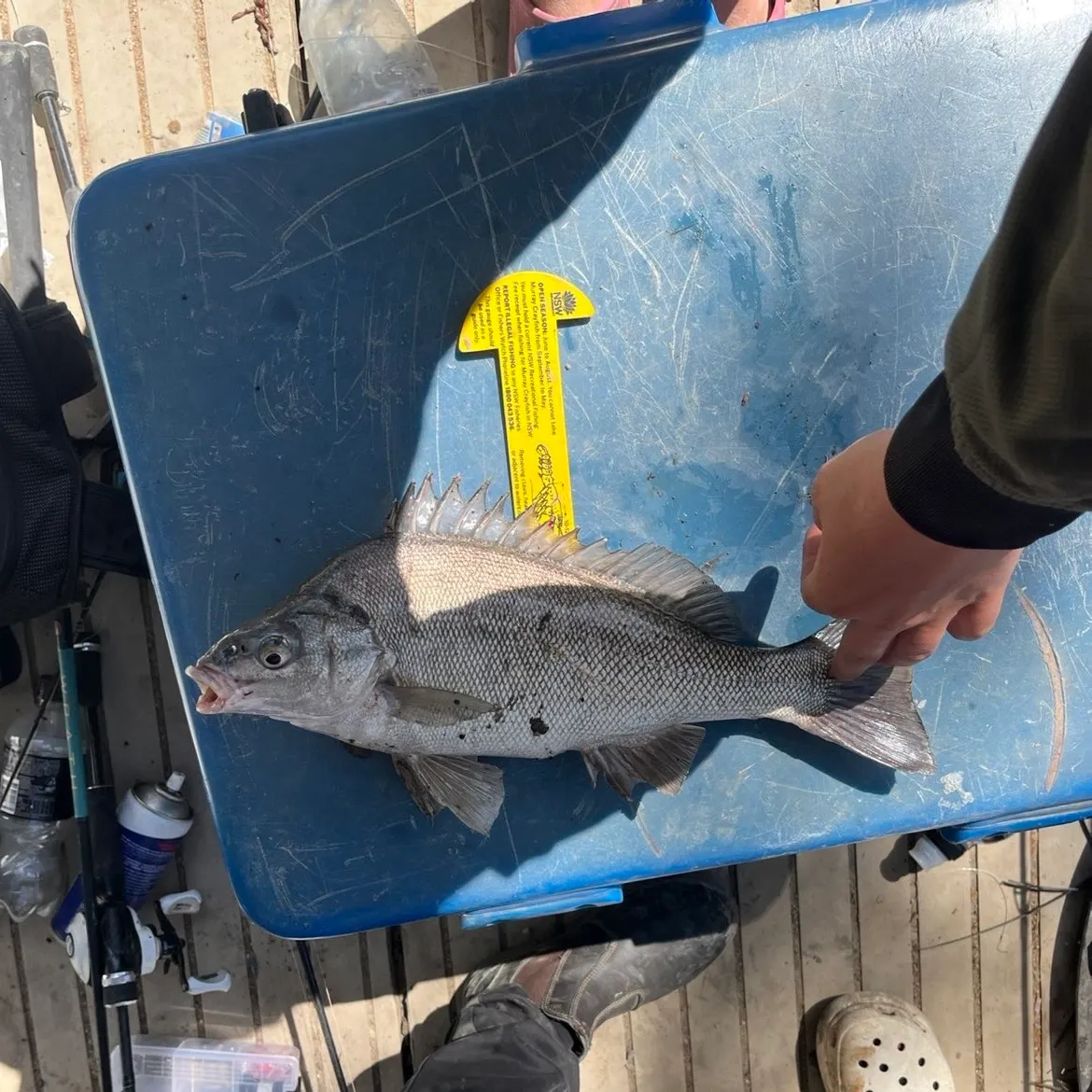 Bidyan perch caught on Fishbrain