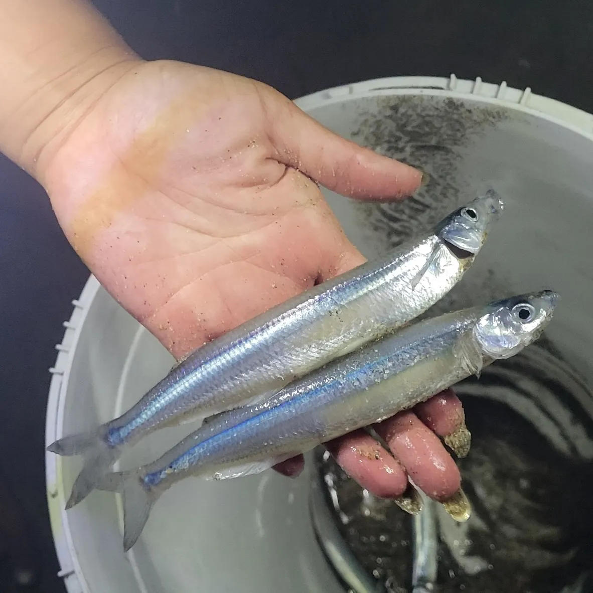 The most recent California grunion catches on Fishbrain