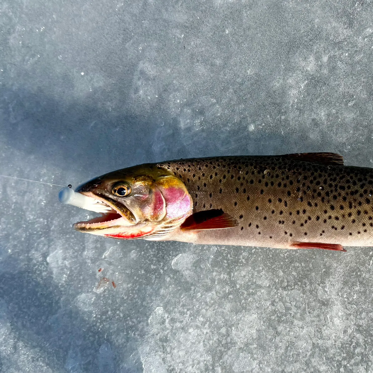The most recent Colorado river cutthroat trout catches on Fishbrain