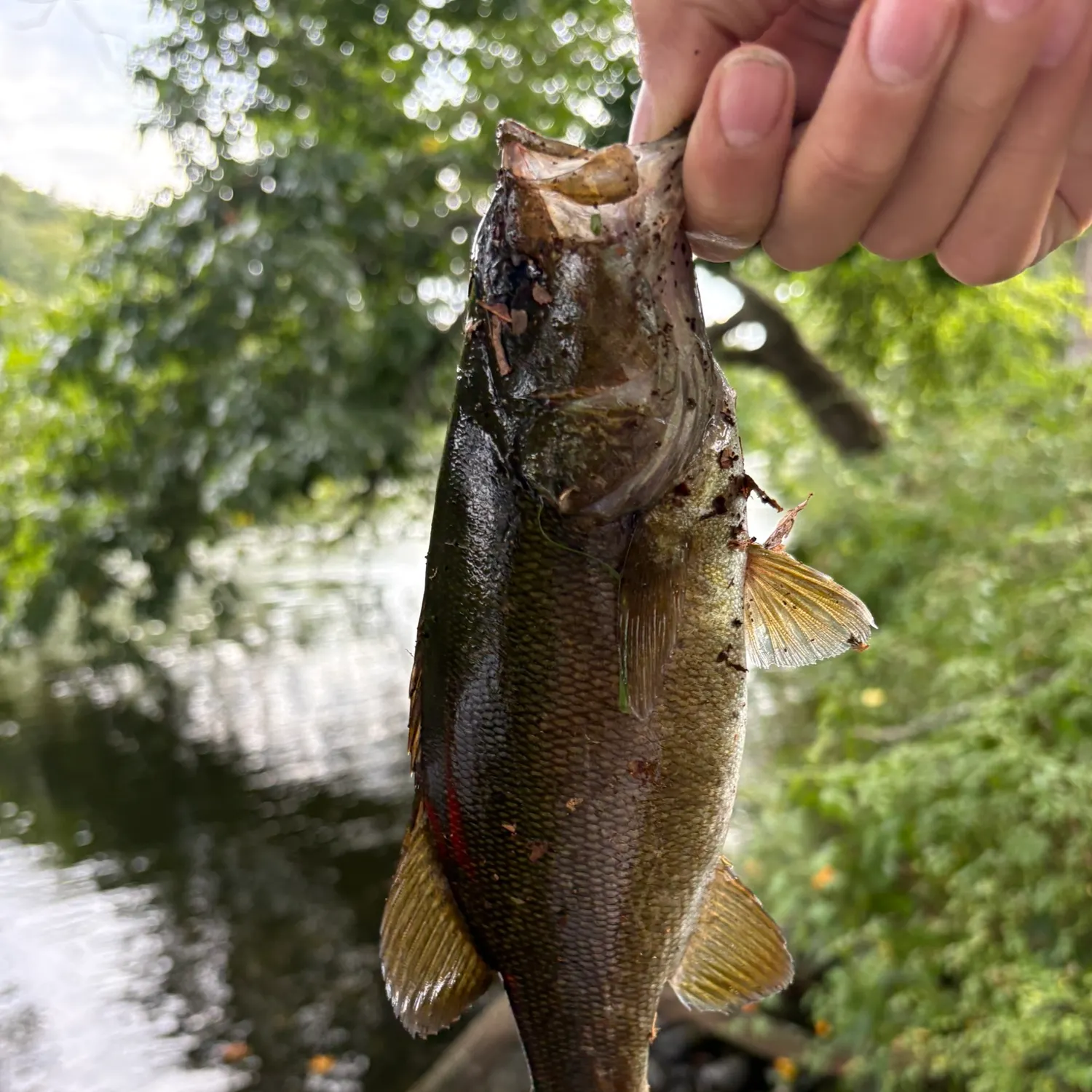 Smallmouth bass caught on Fishbrain