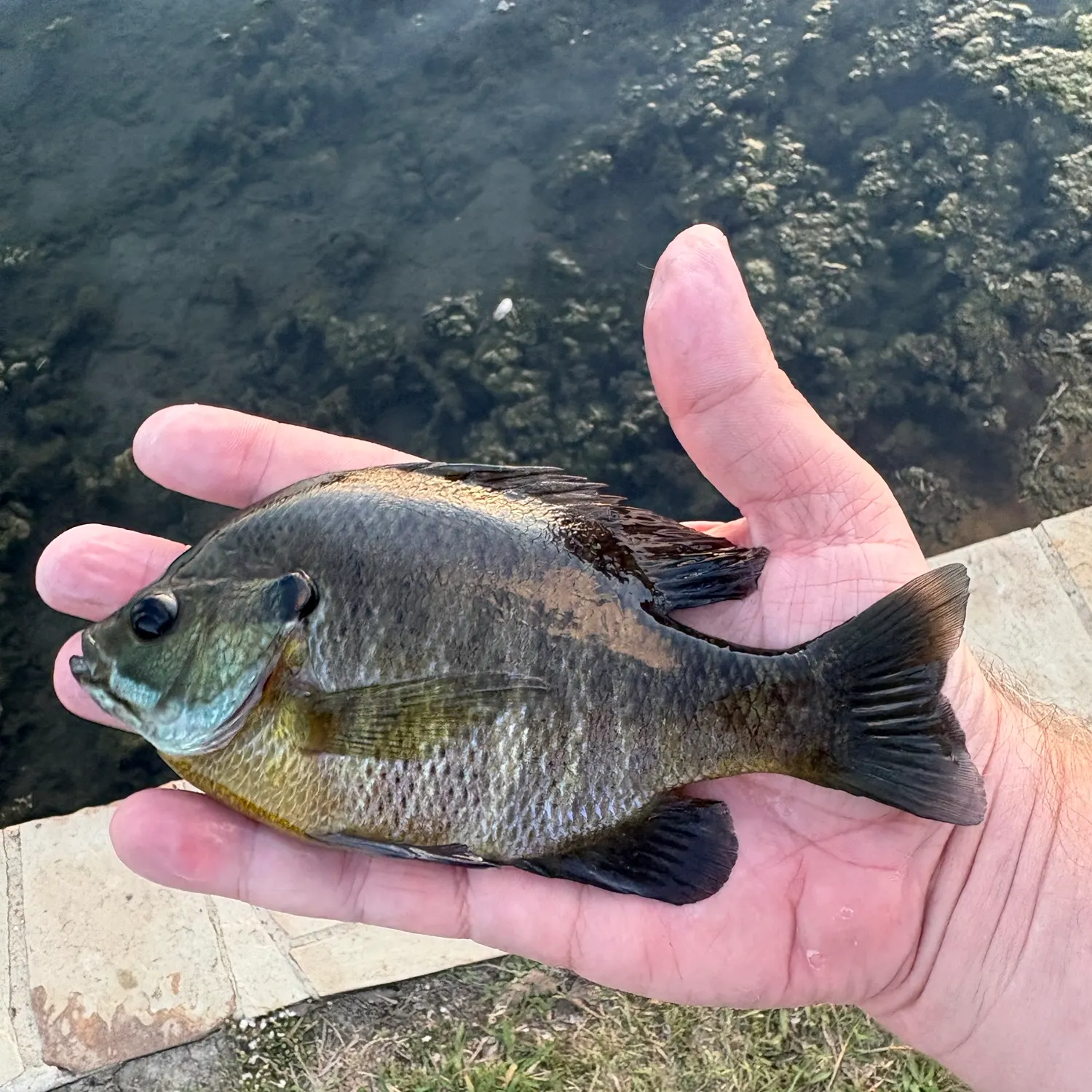 Bluegill caught on Fishbrain