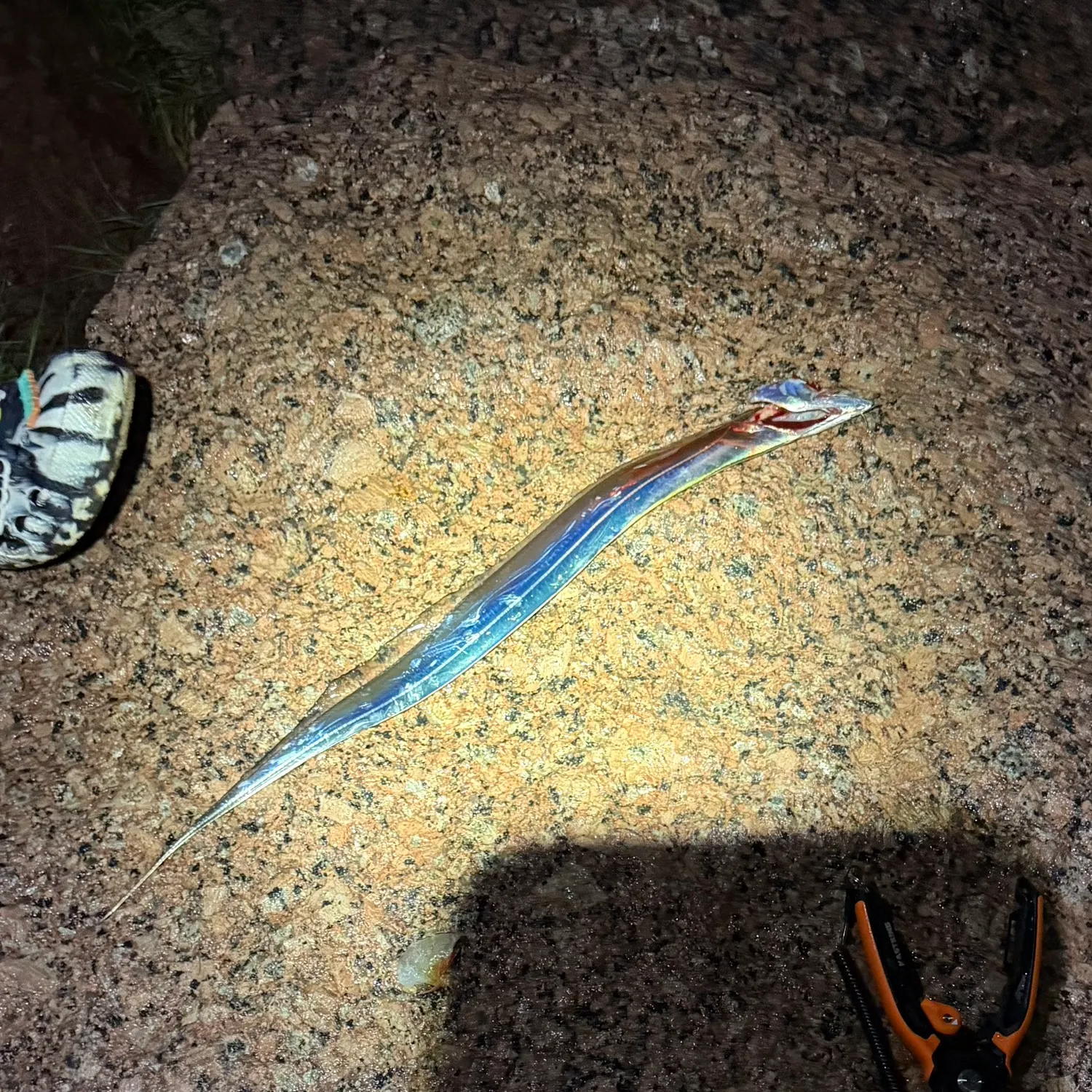 Atlantic cutlassfish caught on Fishbrain