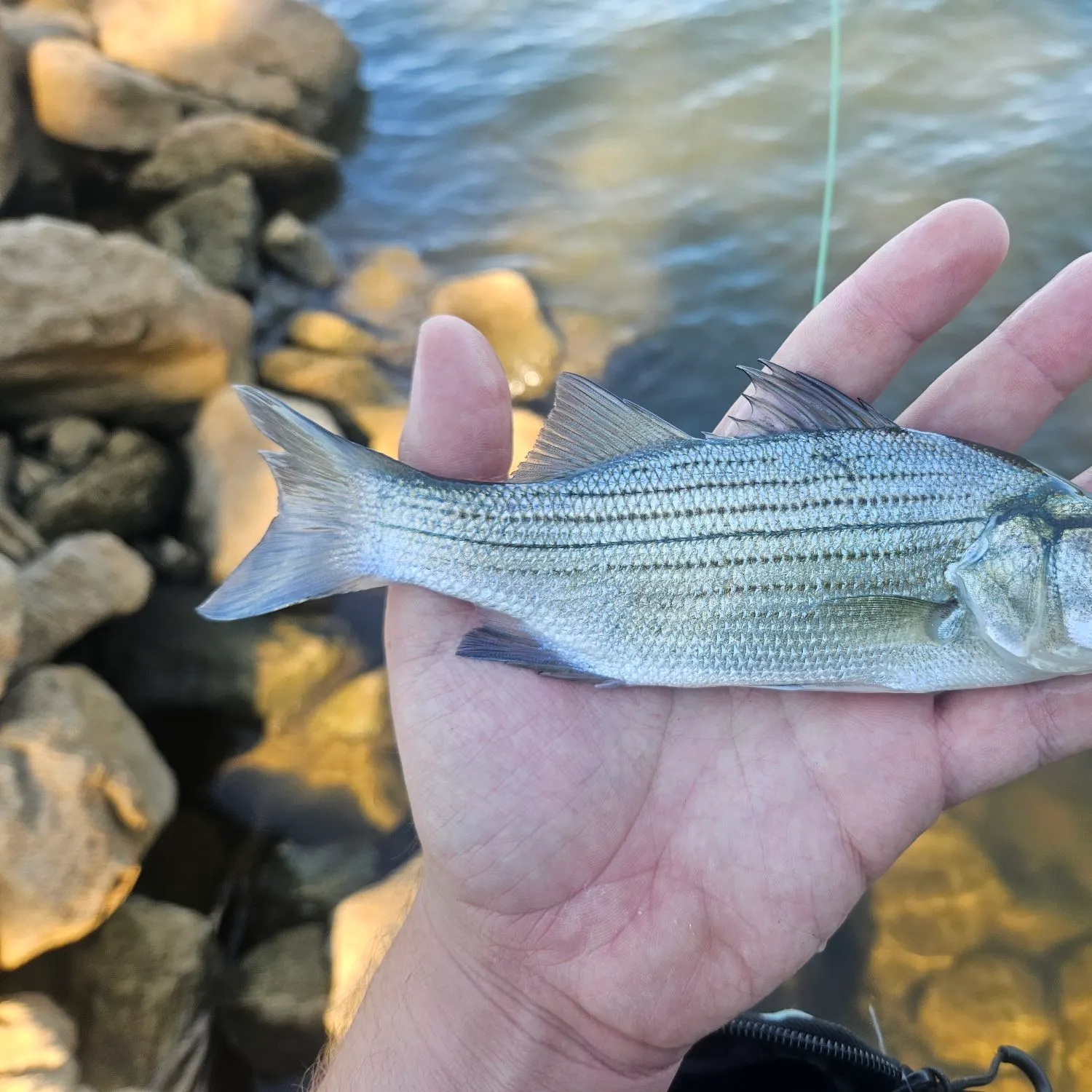 White bass caught on Fishbrain