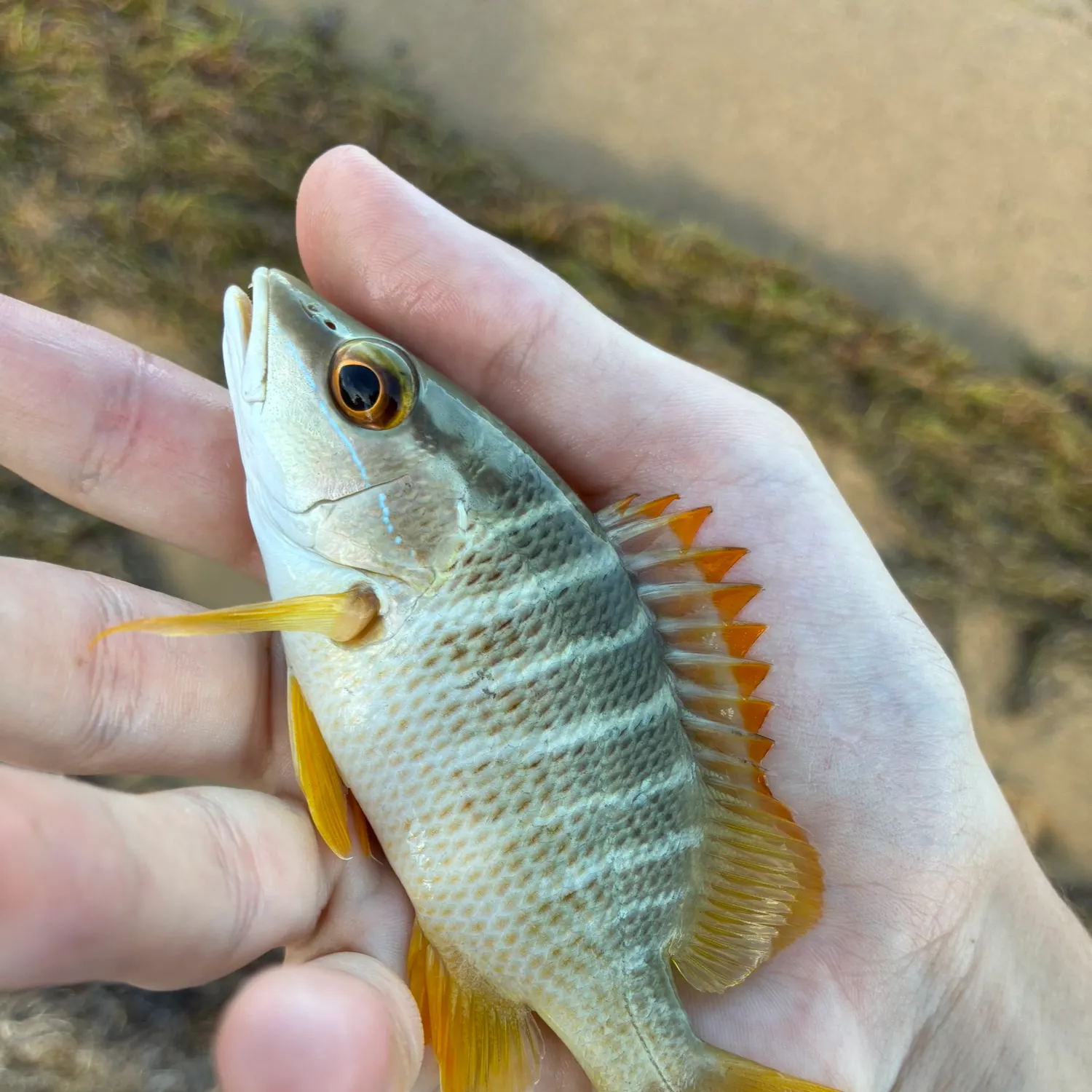 The most recent Schoolmaster snapper catches on Fishbrain