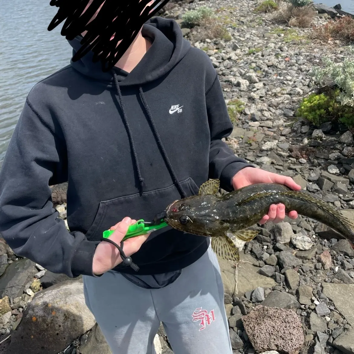 The most recent Rock flathead catches on Fishbrain