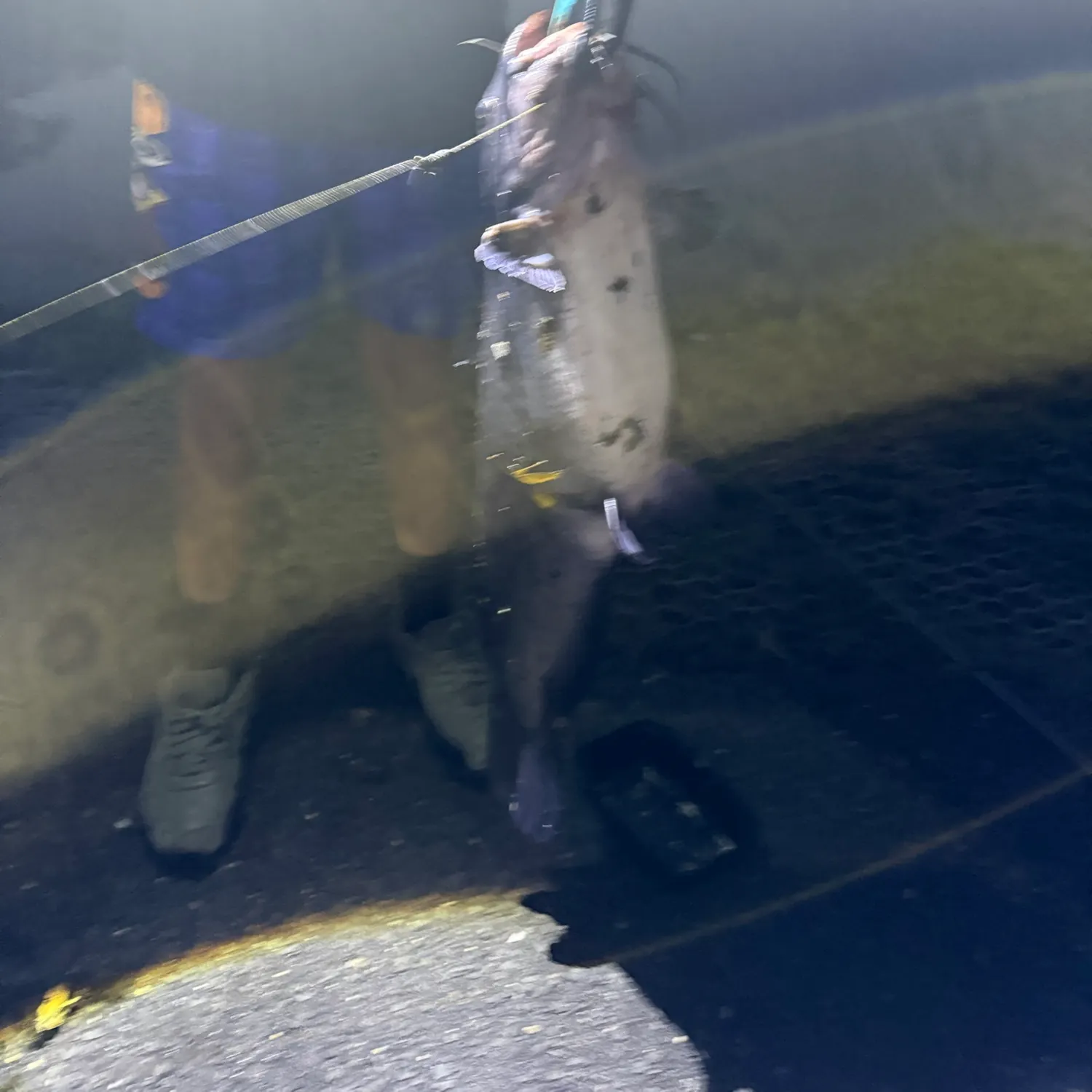 Channel catfish caught on Fishbrain