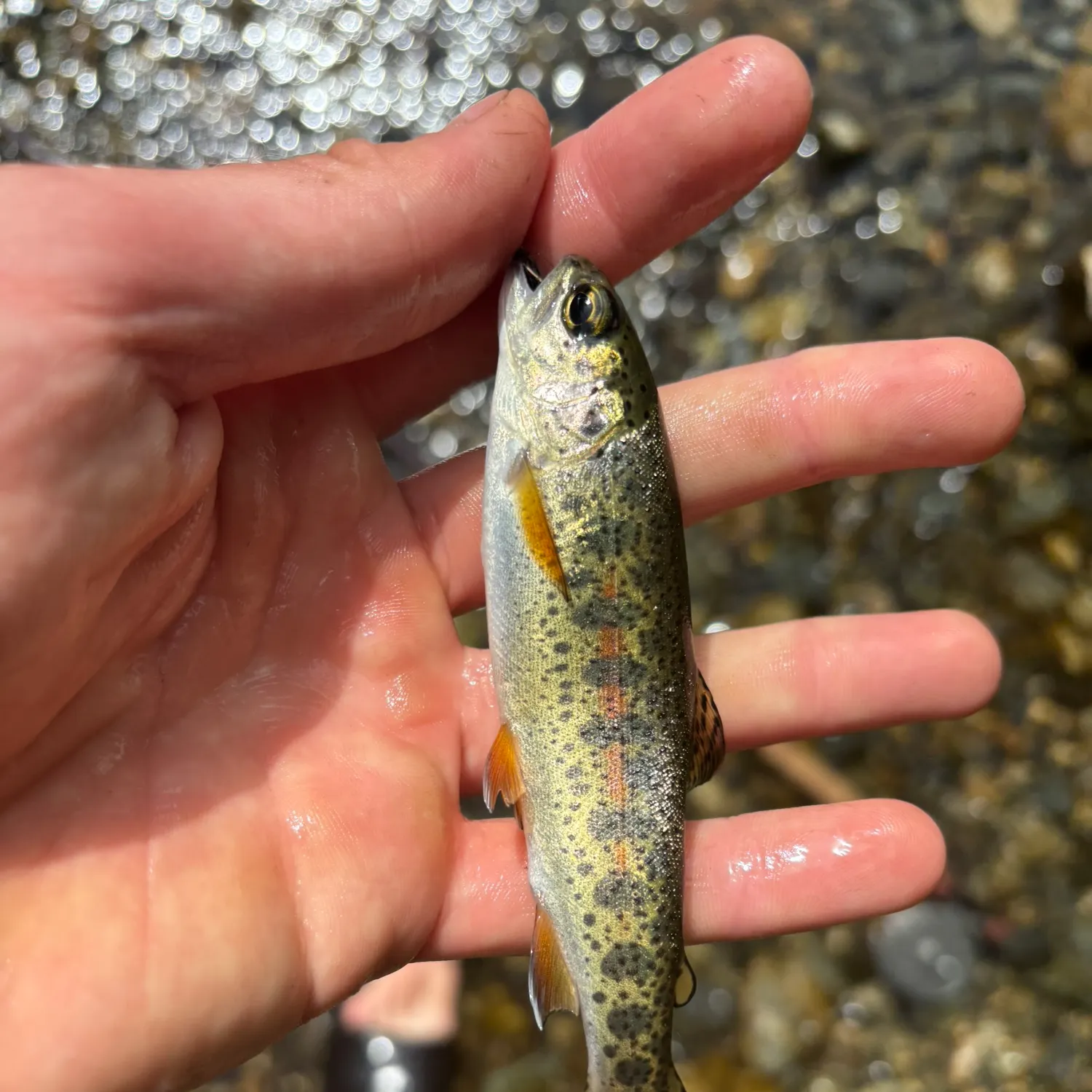 The most recent Golden trout catches on Fishbrain