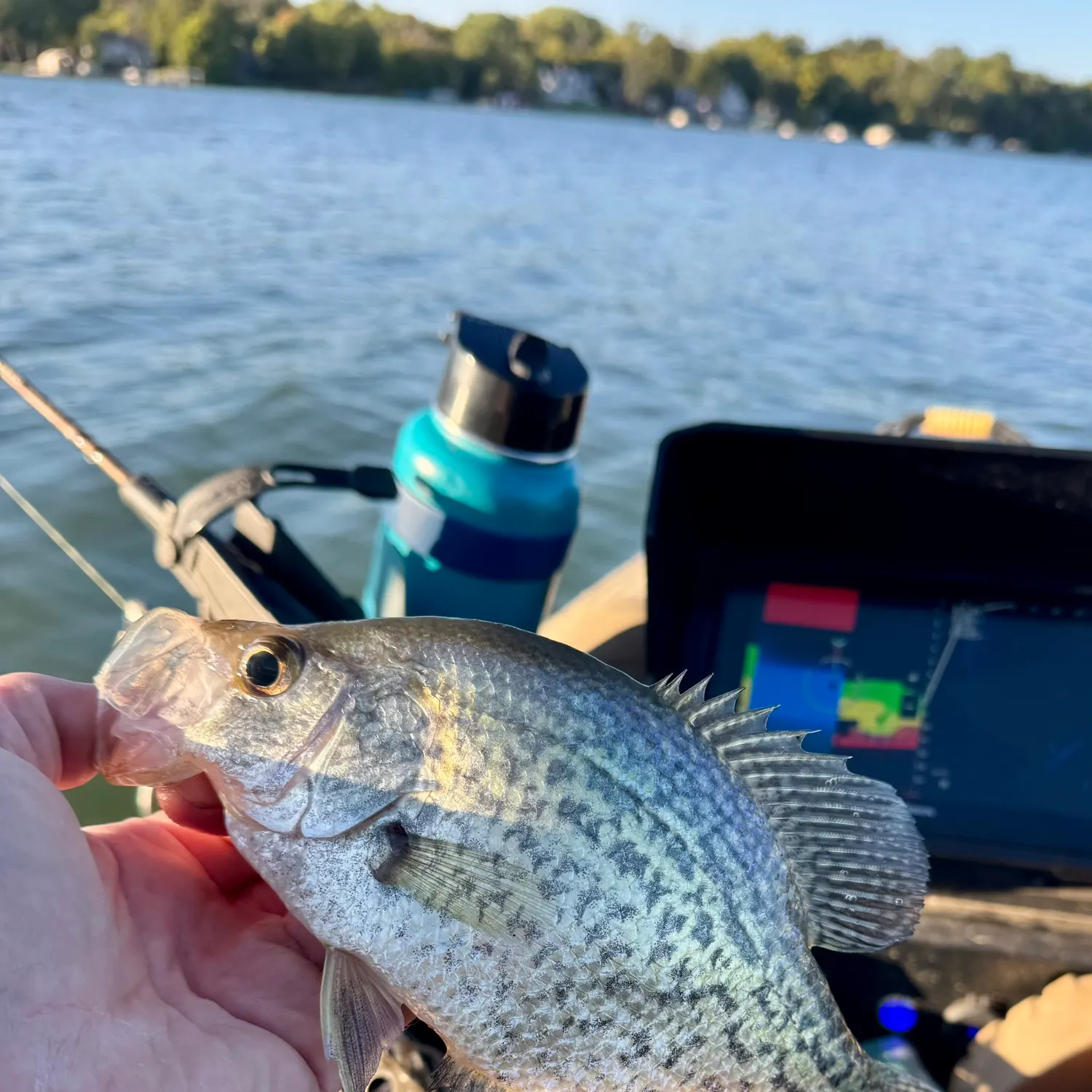 Black crappie caught on Fishbrain