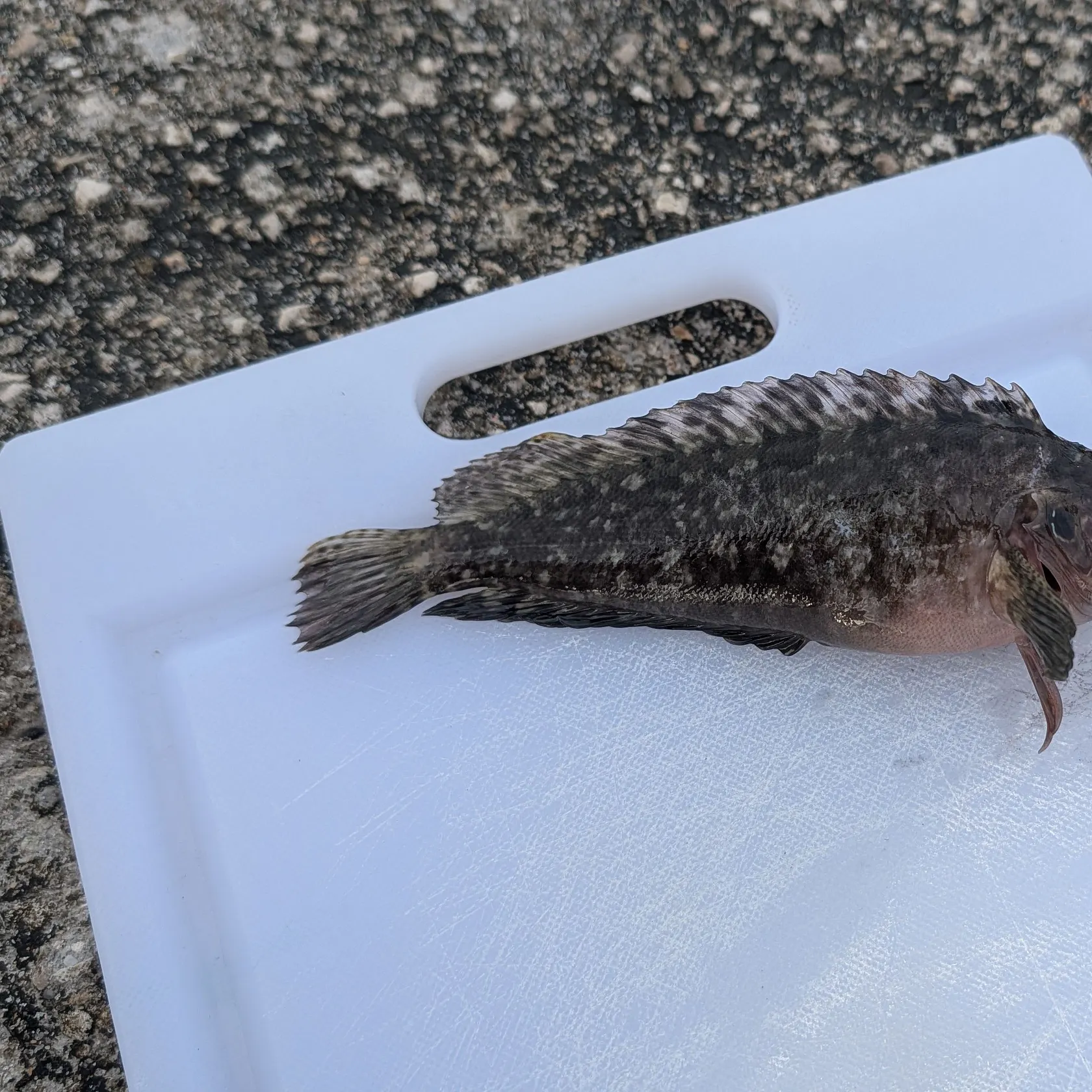 The most recent Hairy blenny catches on Fishbrain