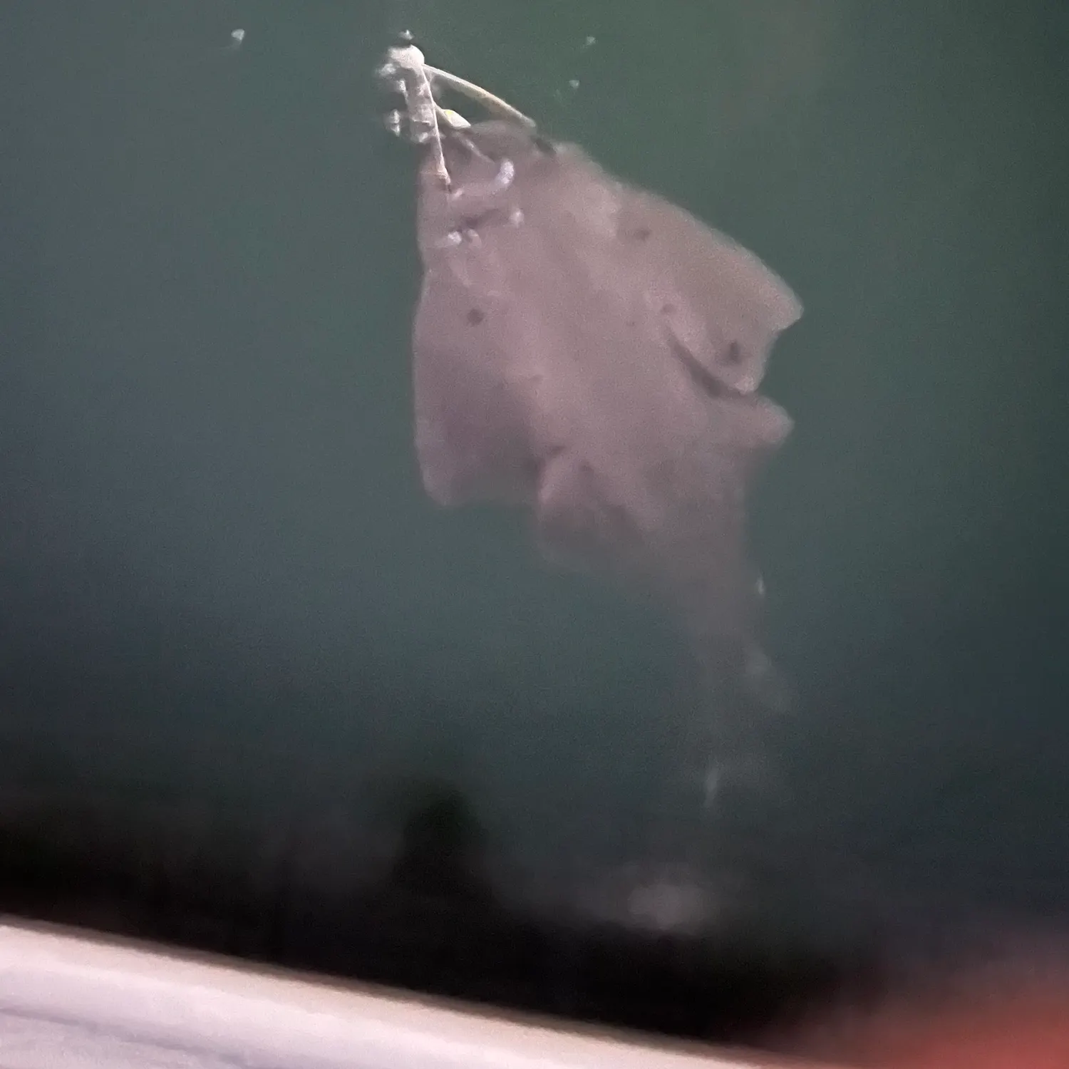 The most recent Pacific angelshark catches on Fishbrain