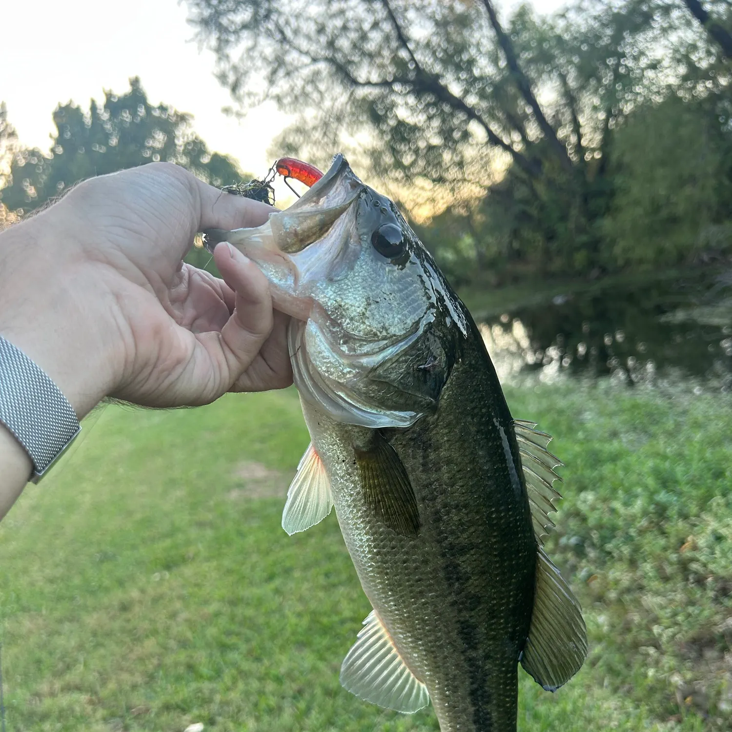 Largemouth bass caught on Fishbrain
