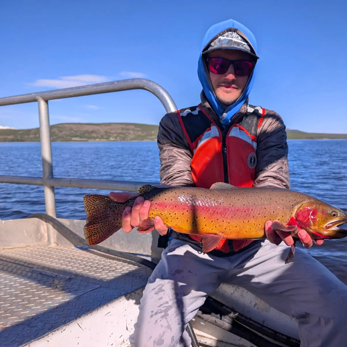 The most recent Yellowstone cutthroat trout catches on Fishbrain