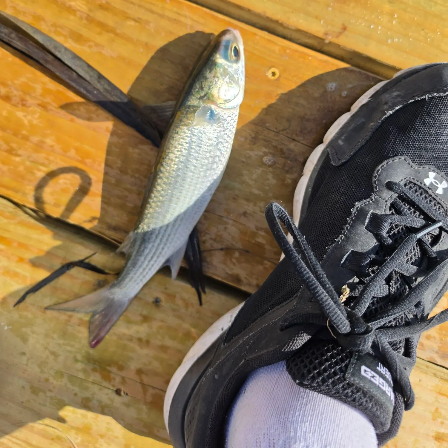 Striped mullet caught on Fishbrain