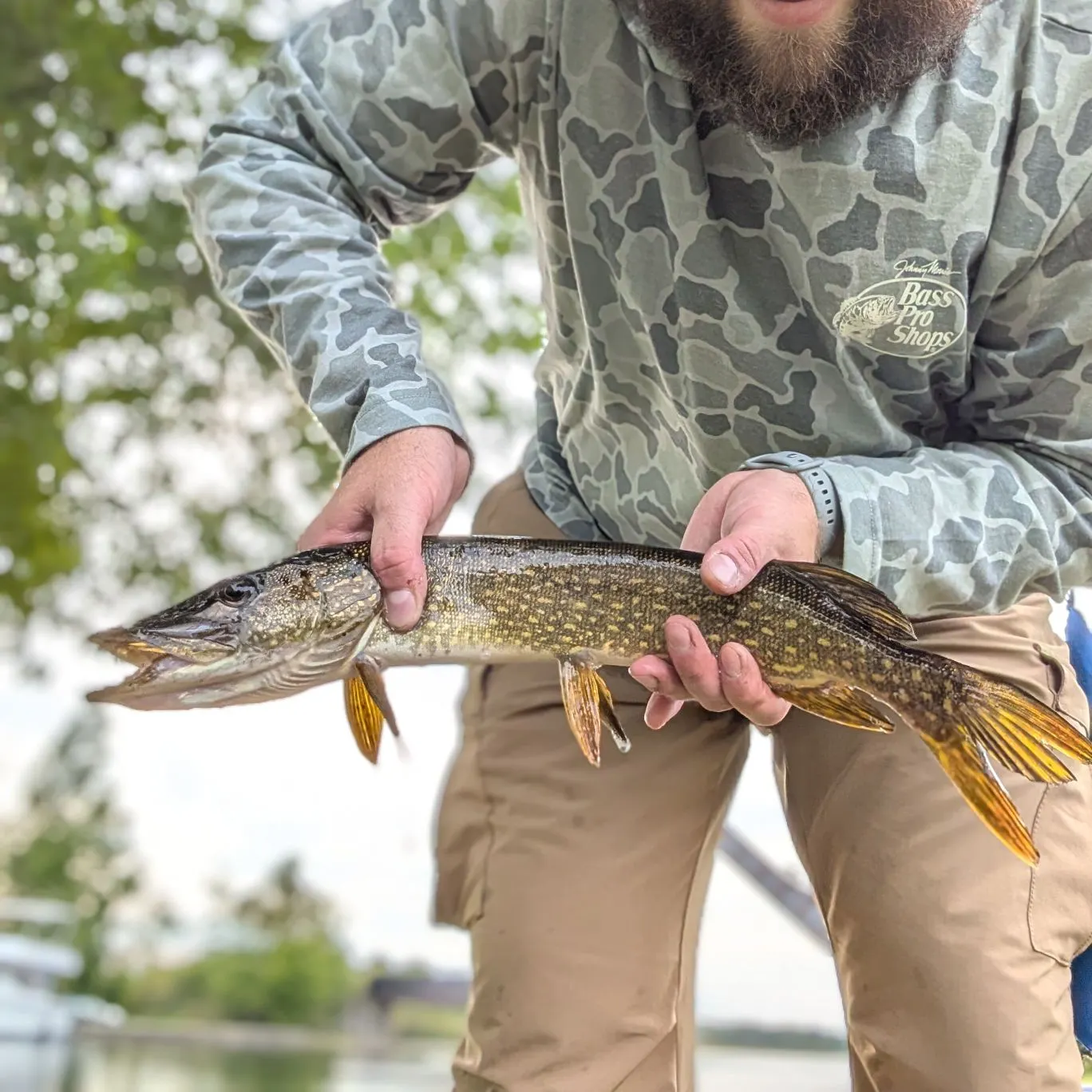 Northern pike caught on Fishbrain