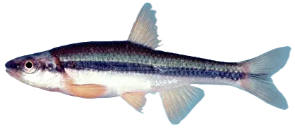 Yellowfin shiner
