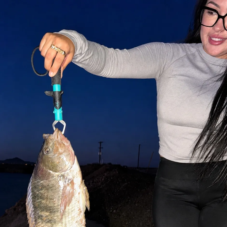 The most recent Longfin tilapia catches on Fishbrain