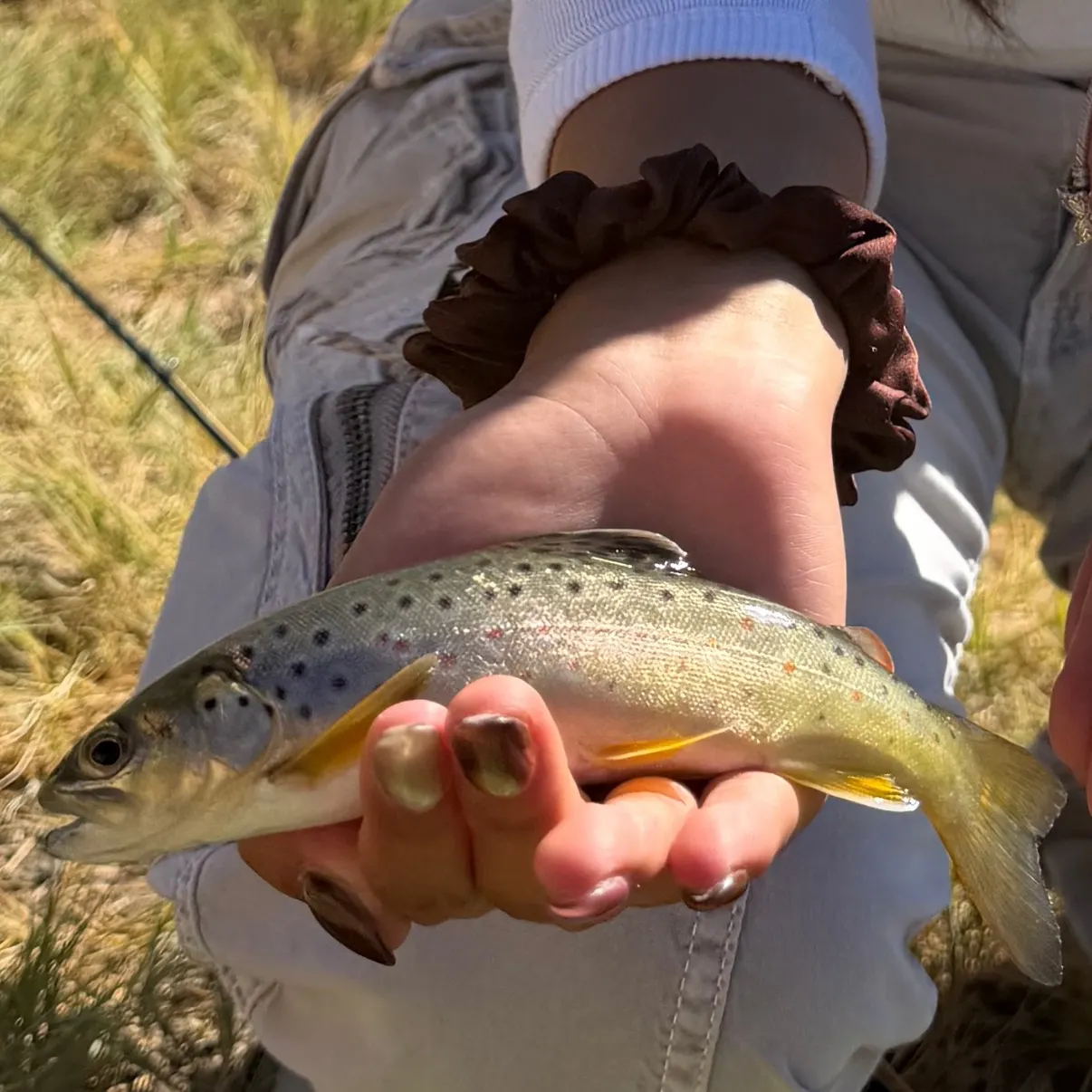 The most recent Brown trout catches on Fishbrain