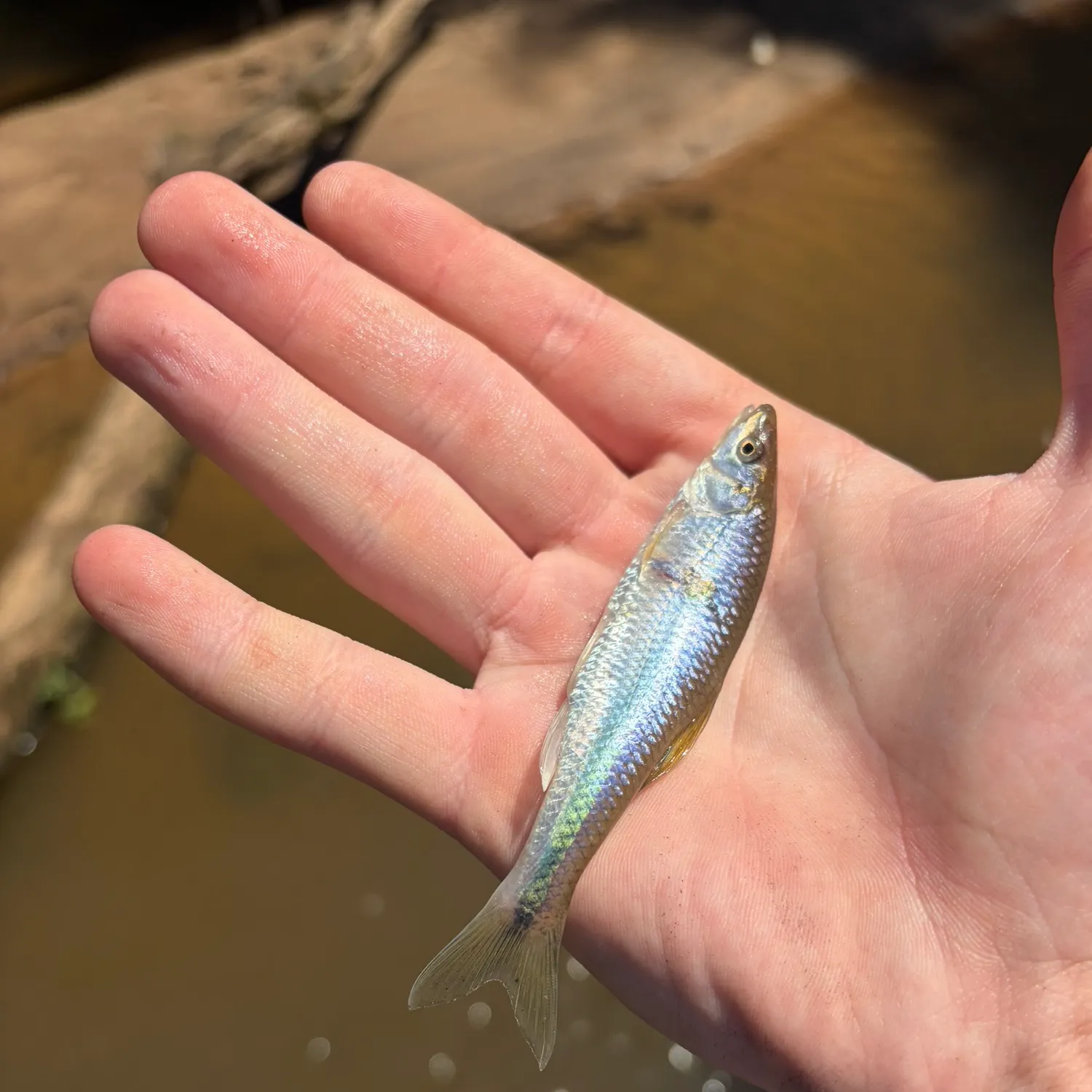 The most recent Striped shiner catches on Fishbrain