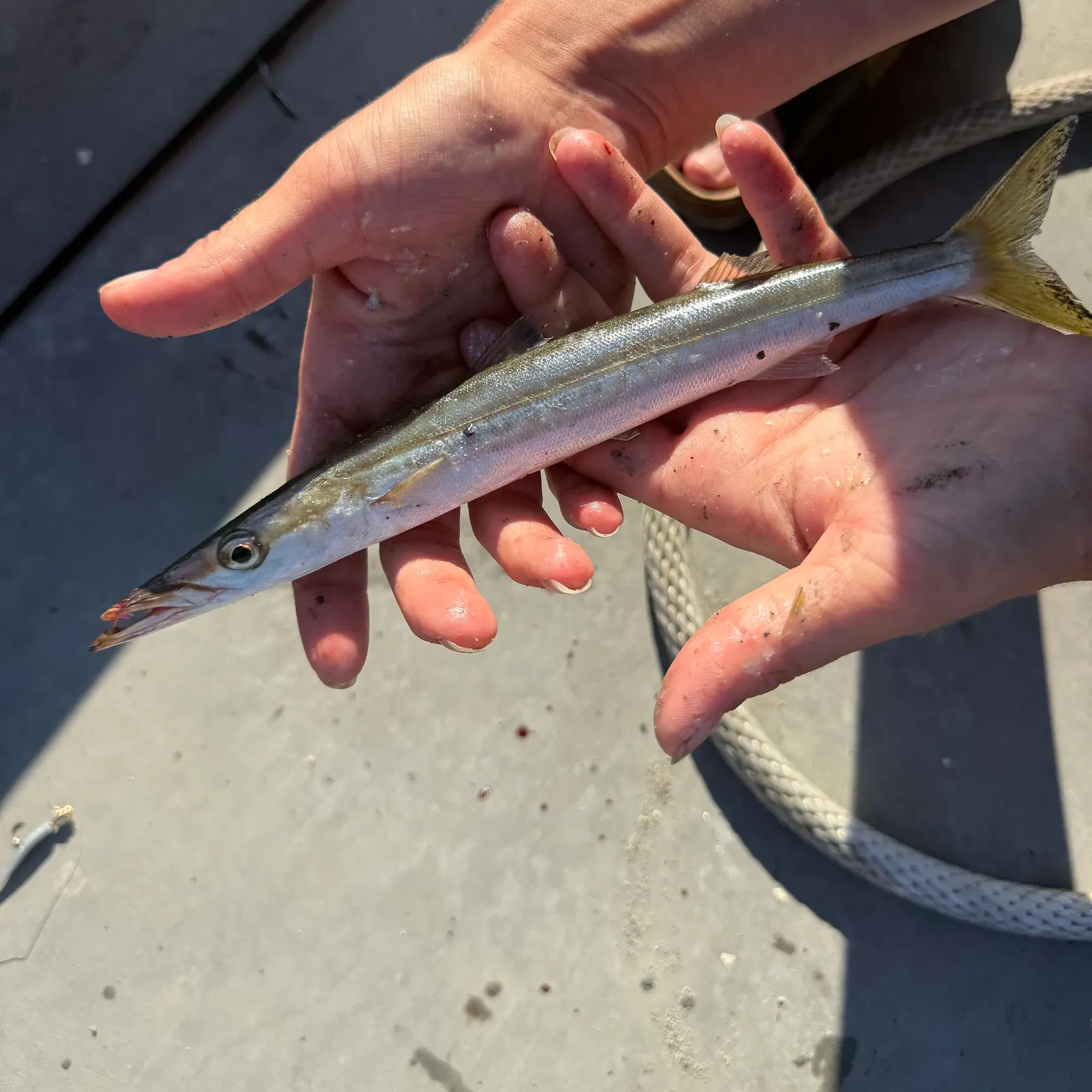 Northern sennet caught on Fishbrain