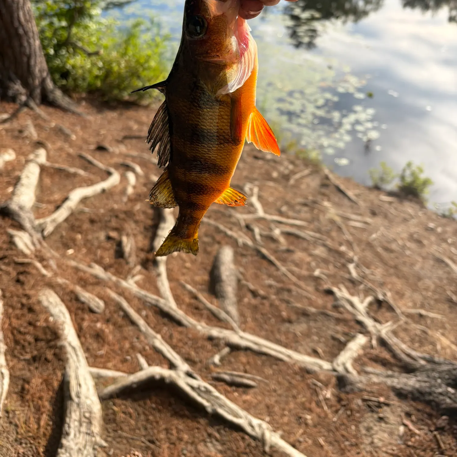 Yellow perch caught on Fishbrain