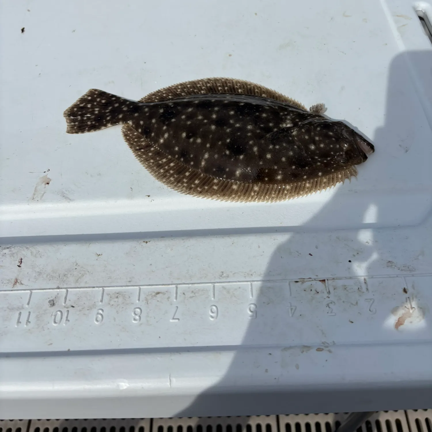 The most recent Gulf flounder catches on Fishbrain
