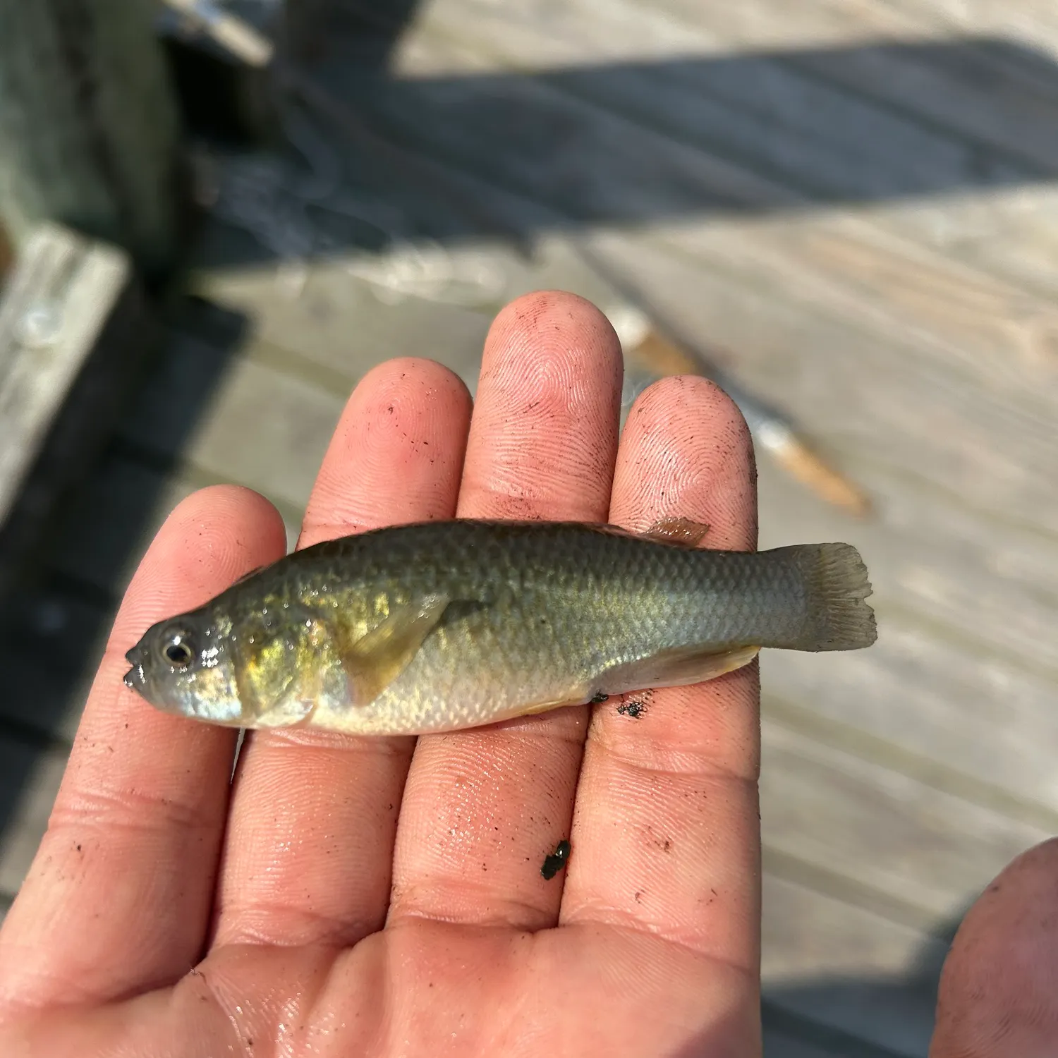 The most recent Hornyhead chub catches on Fishbrain