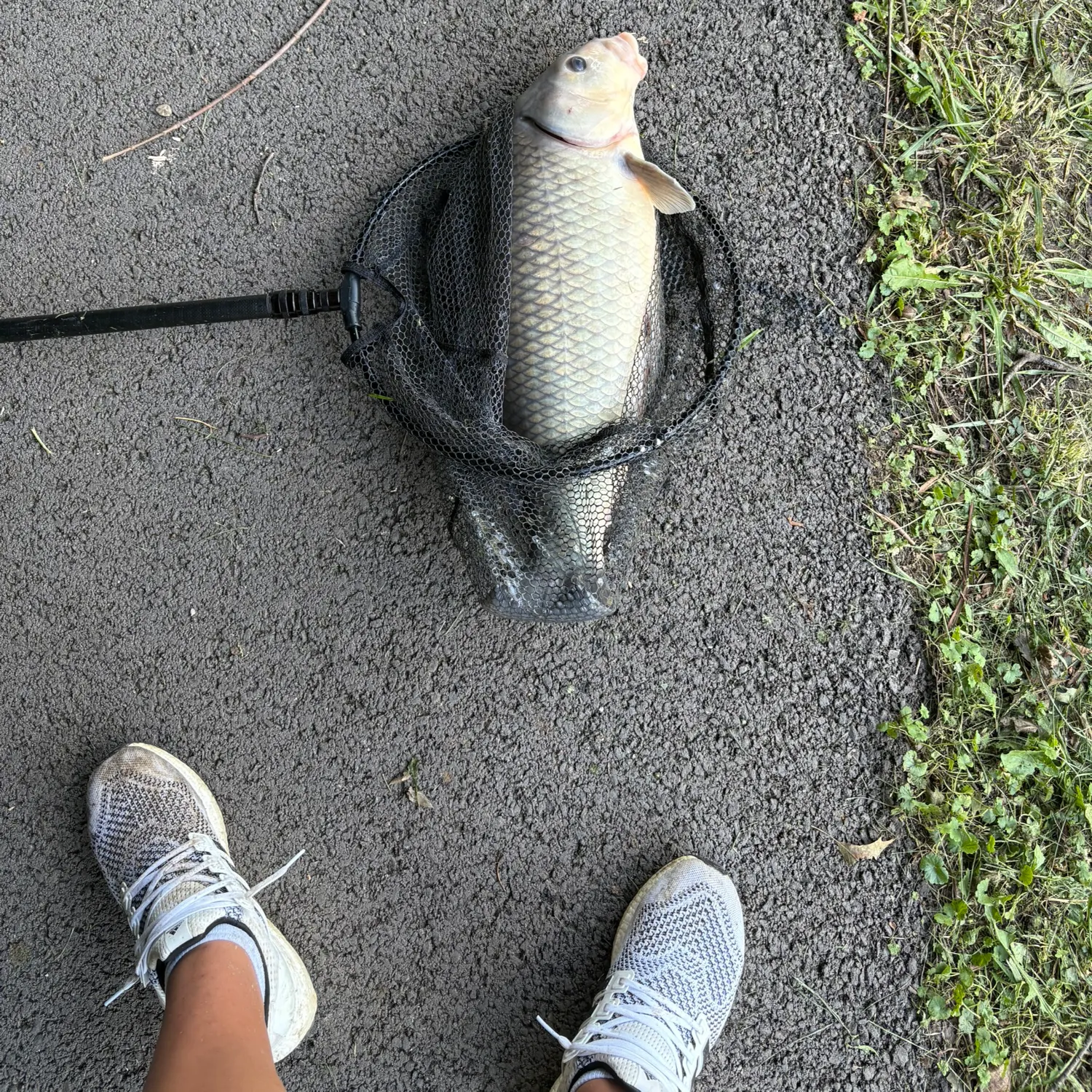 Black buffalo caught on Fishbrain