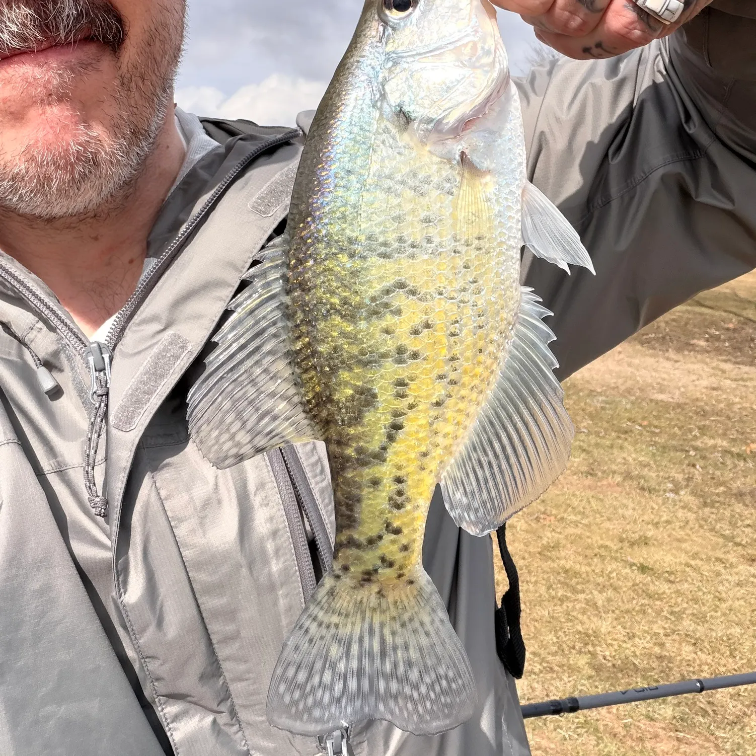 The most recent White crappie catches on Fishbrain