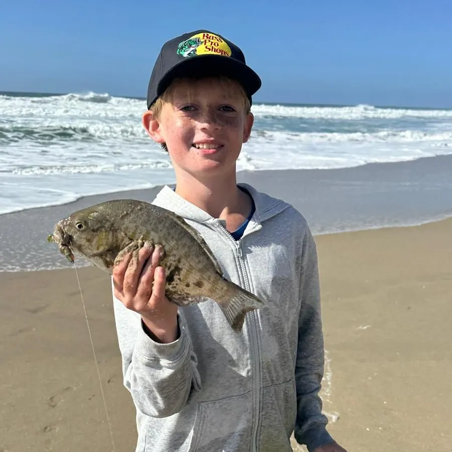 Barred surfperch caught on Fishbrain